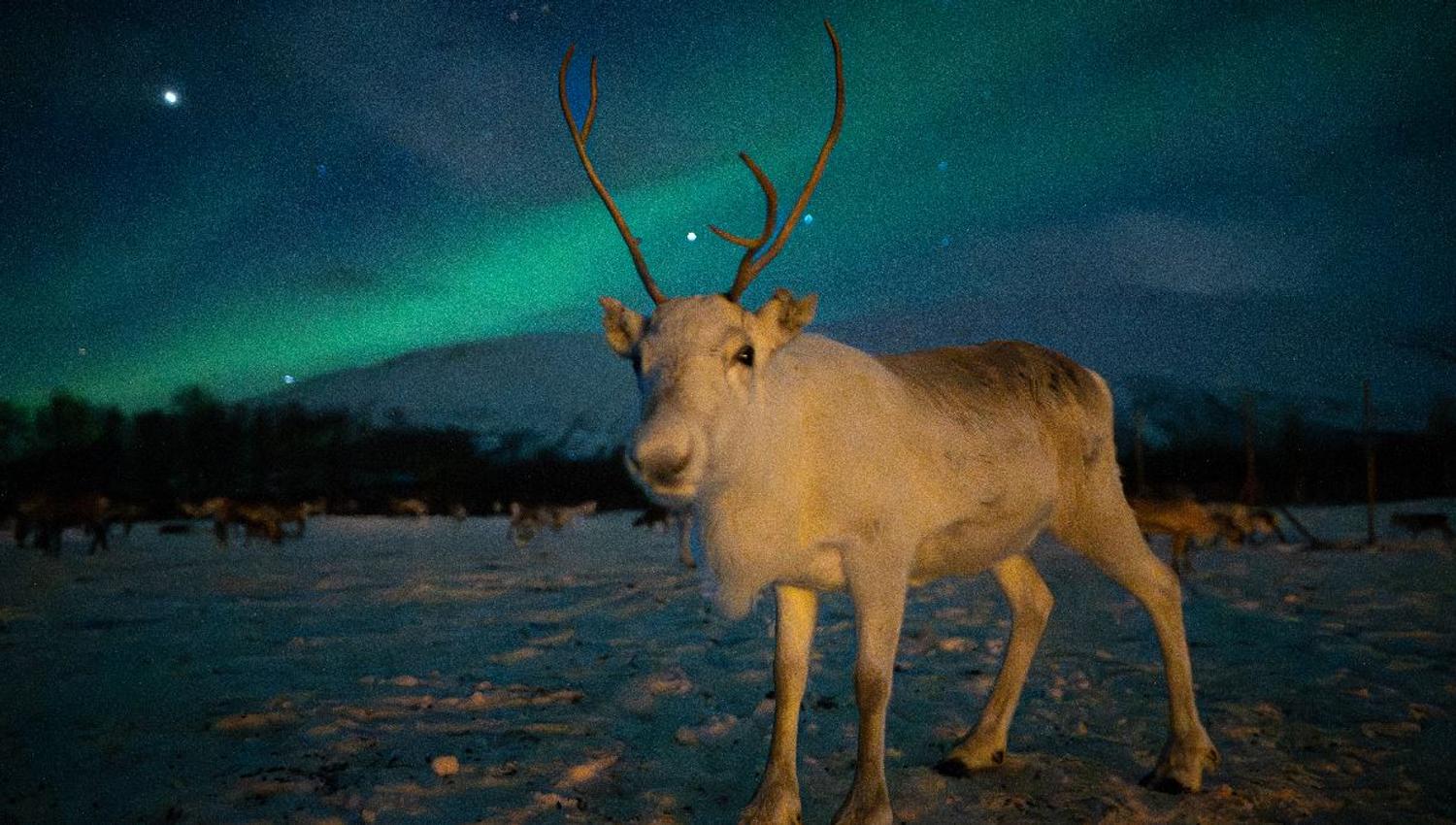 Reindeer with antlers in a snowy landscape under the Northern Lights at Tromsø Lapland near Tromsø.