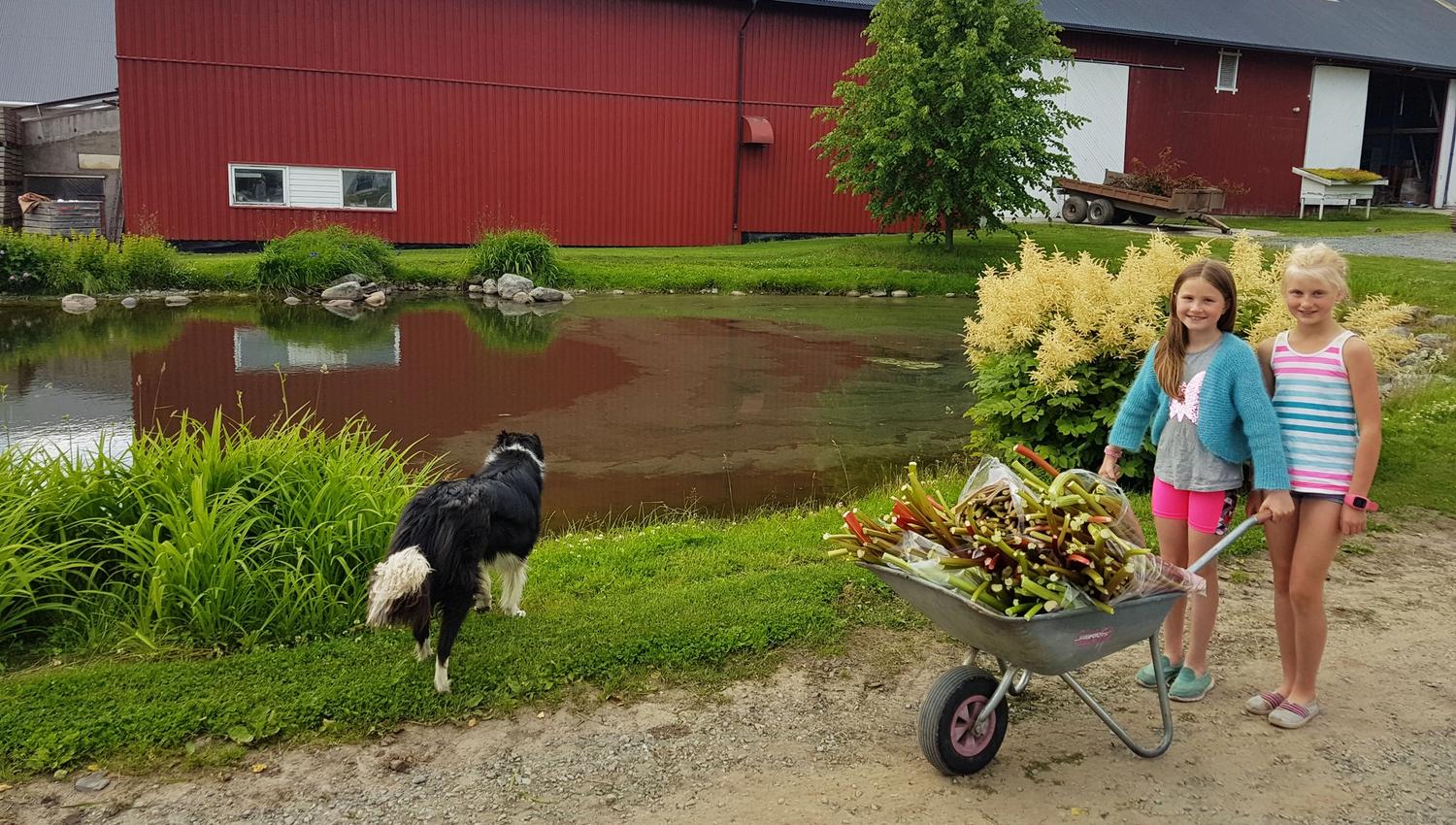 Viken II i Evjua, ferske råvarer