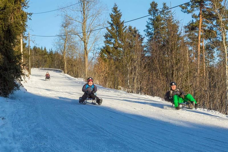 Three people sledding down a snow-covered hill, trees in the background.