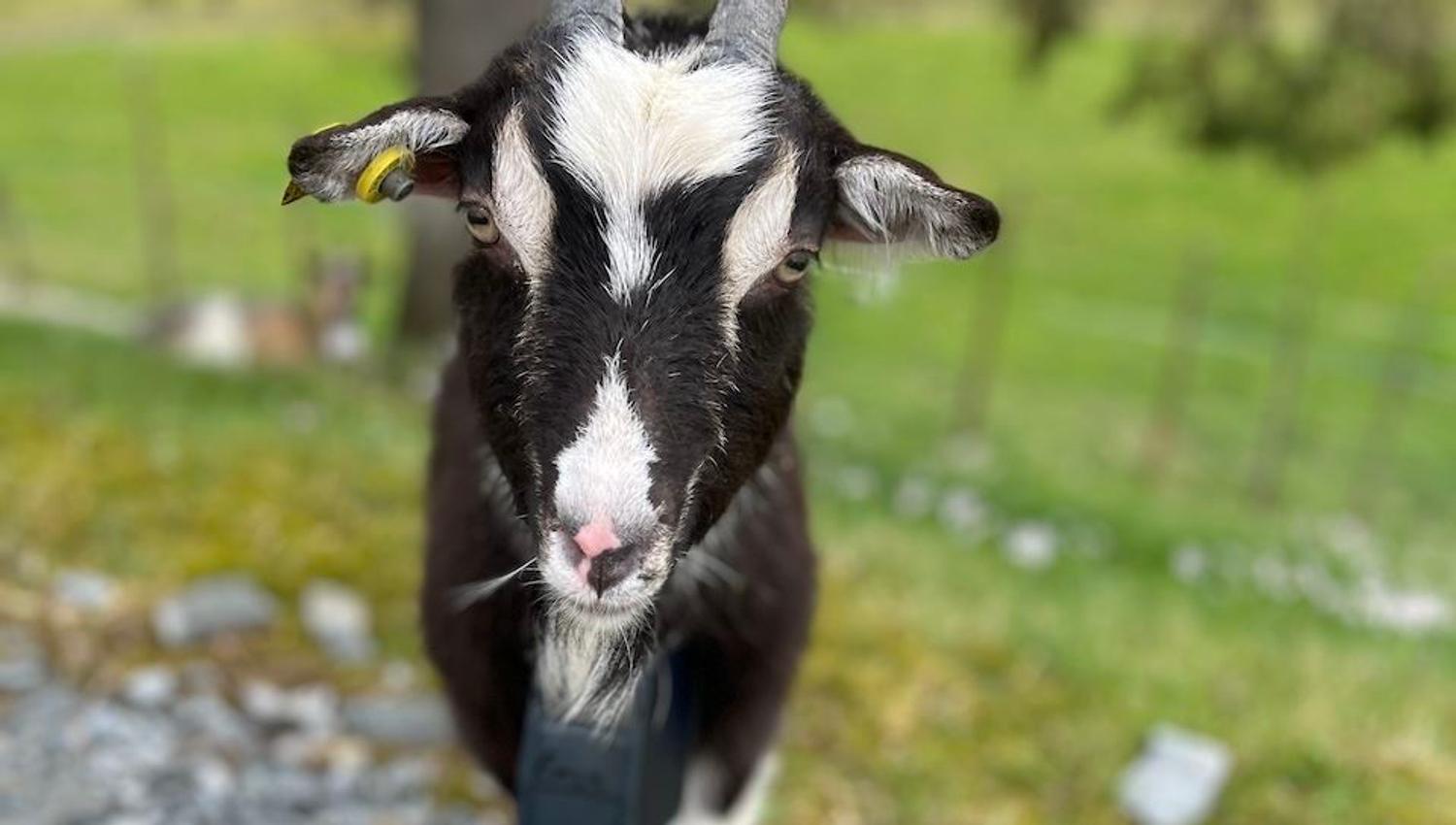 Close-up of a black-and-white horned goat standing on rocky ground with a blurred grassy farm background..