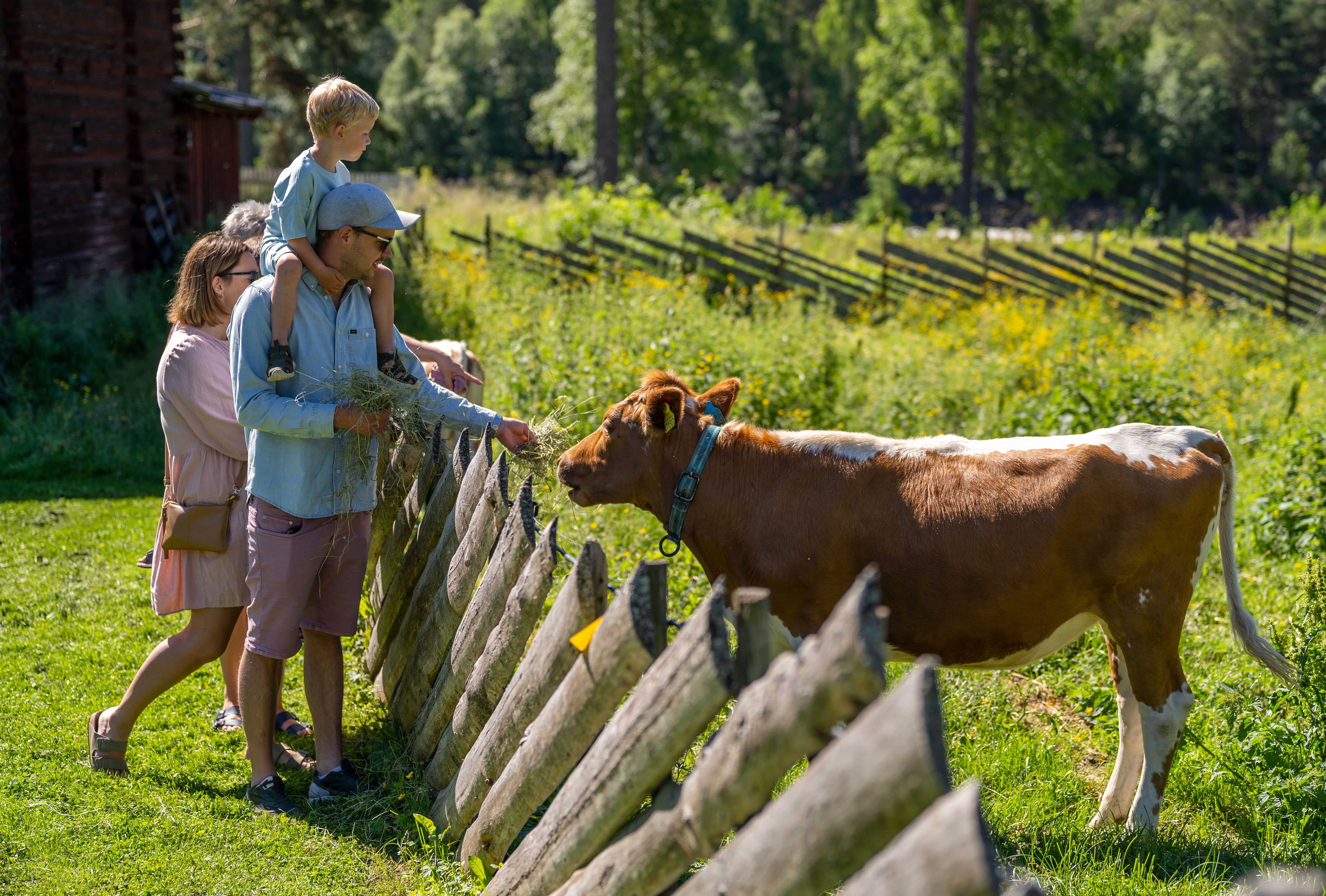Summer at Anno Glomdalsmuseet