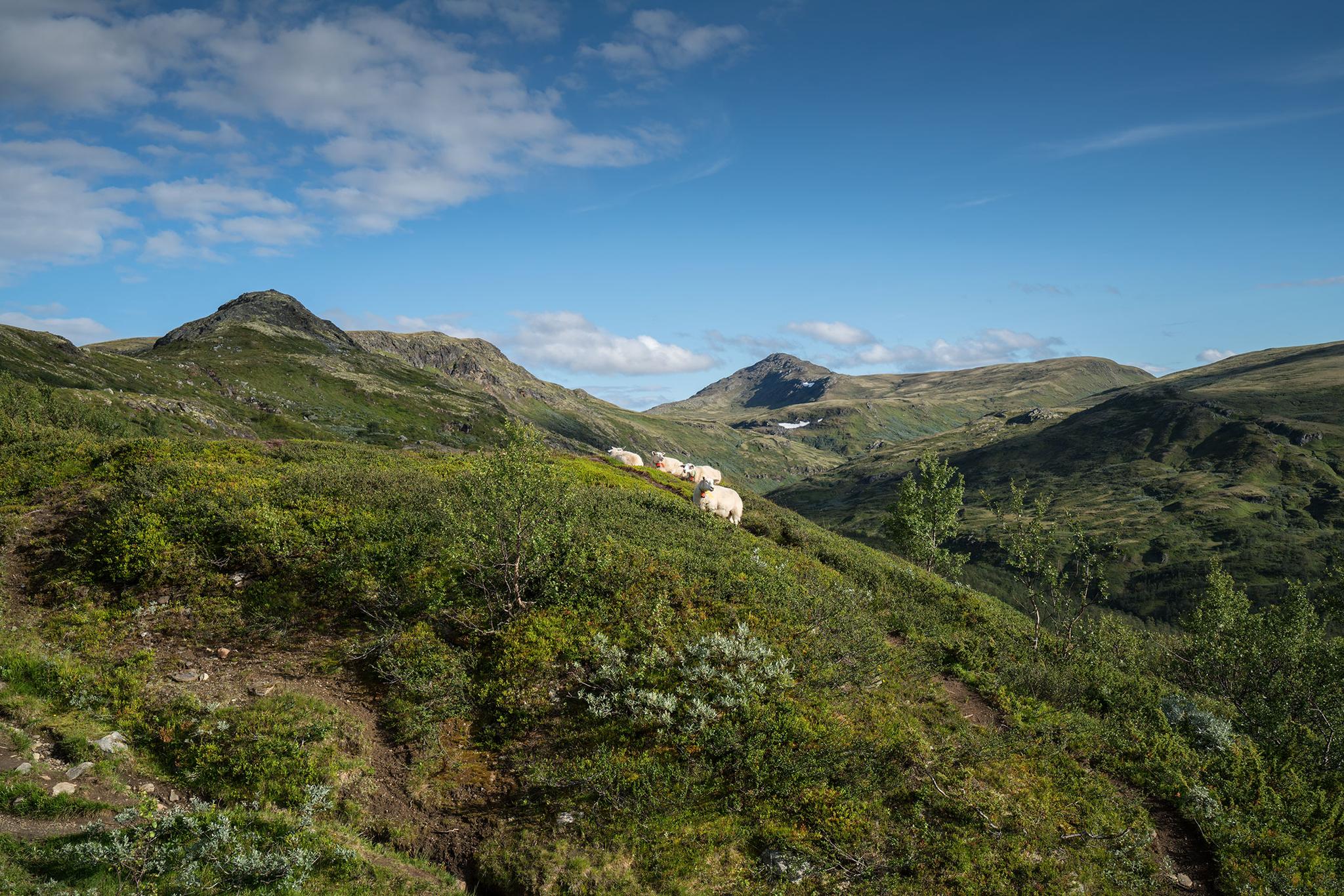 Forollhogna