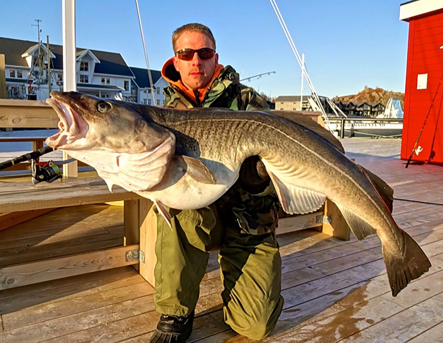 A person wearing sunglasses in the Northern Norwegian evening sun holding a very large fish.