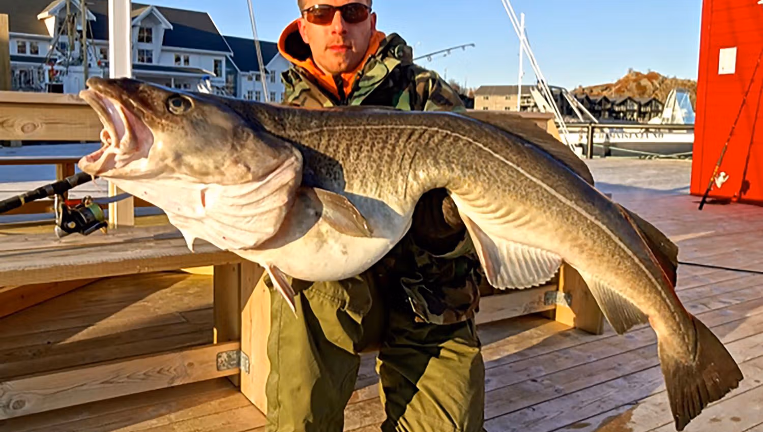 A person wearing sunglasses in the Northern Norwegian evening sun holding a very large fish.