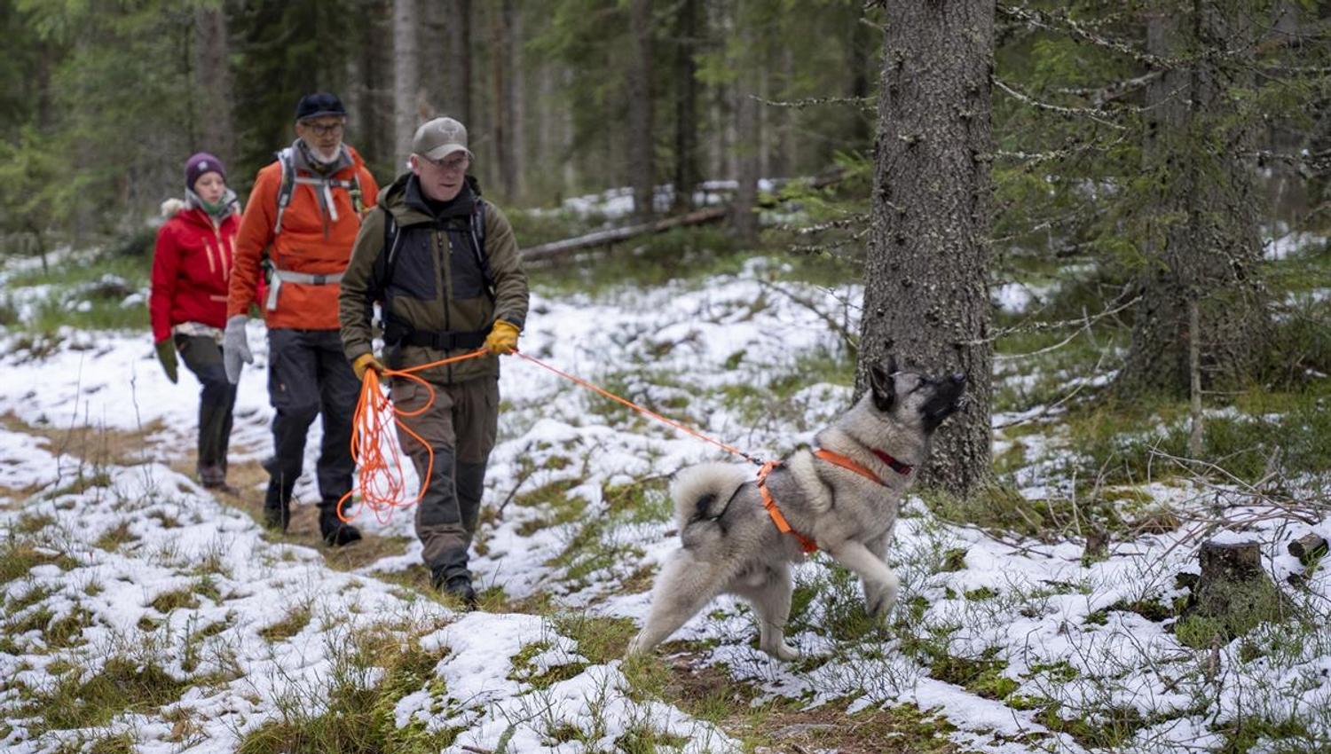 Elgsafari til fots i Finnskogen