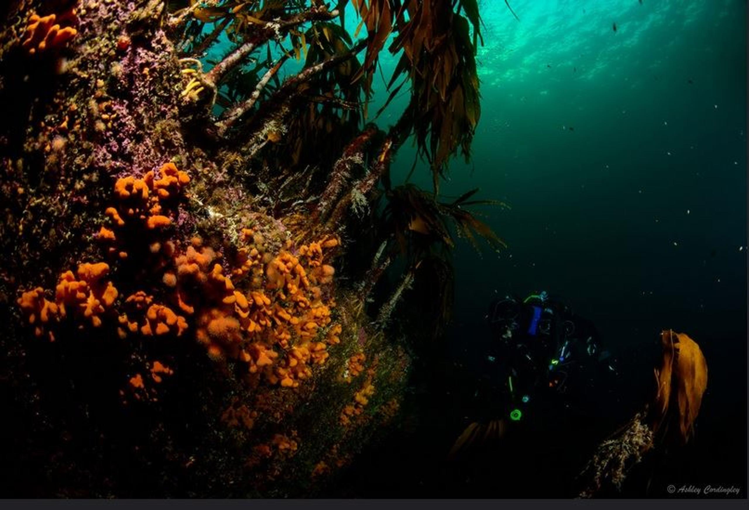 Diving trips from Ballstad