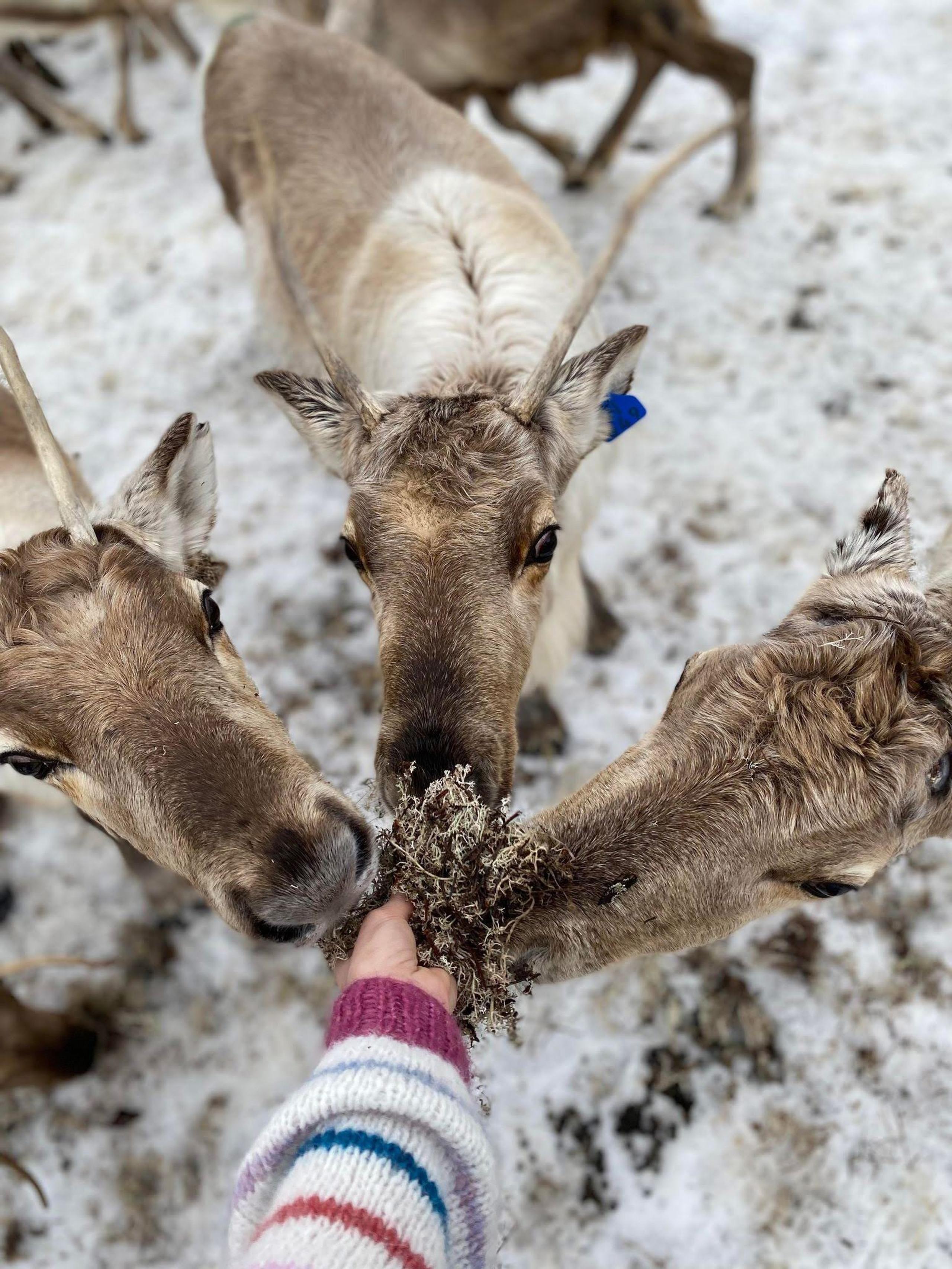 Visit Reindeer