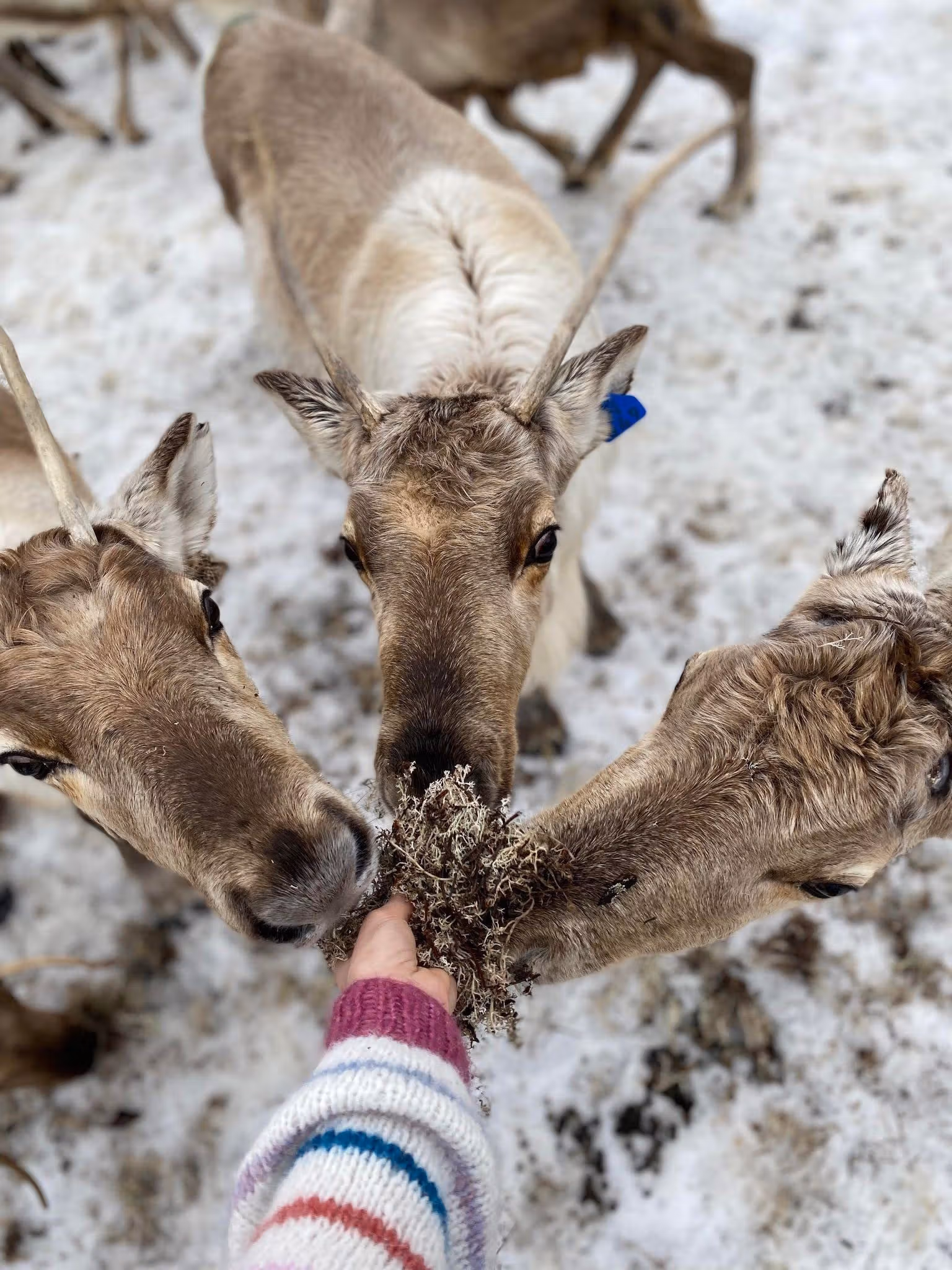 Visit Reindeer