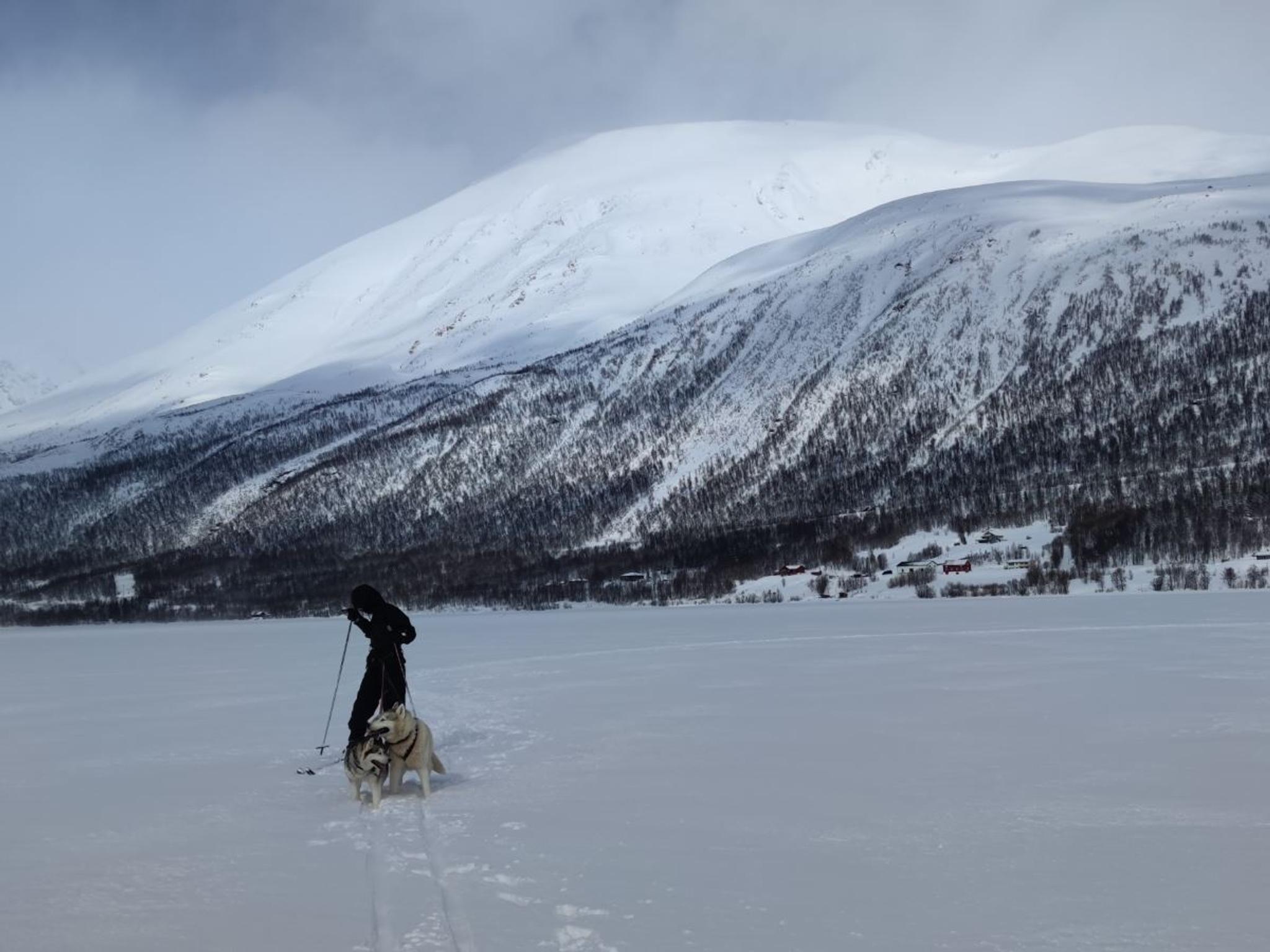Skitur med en husky - Into the Wild