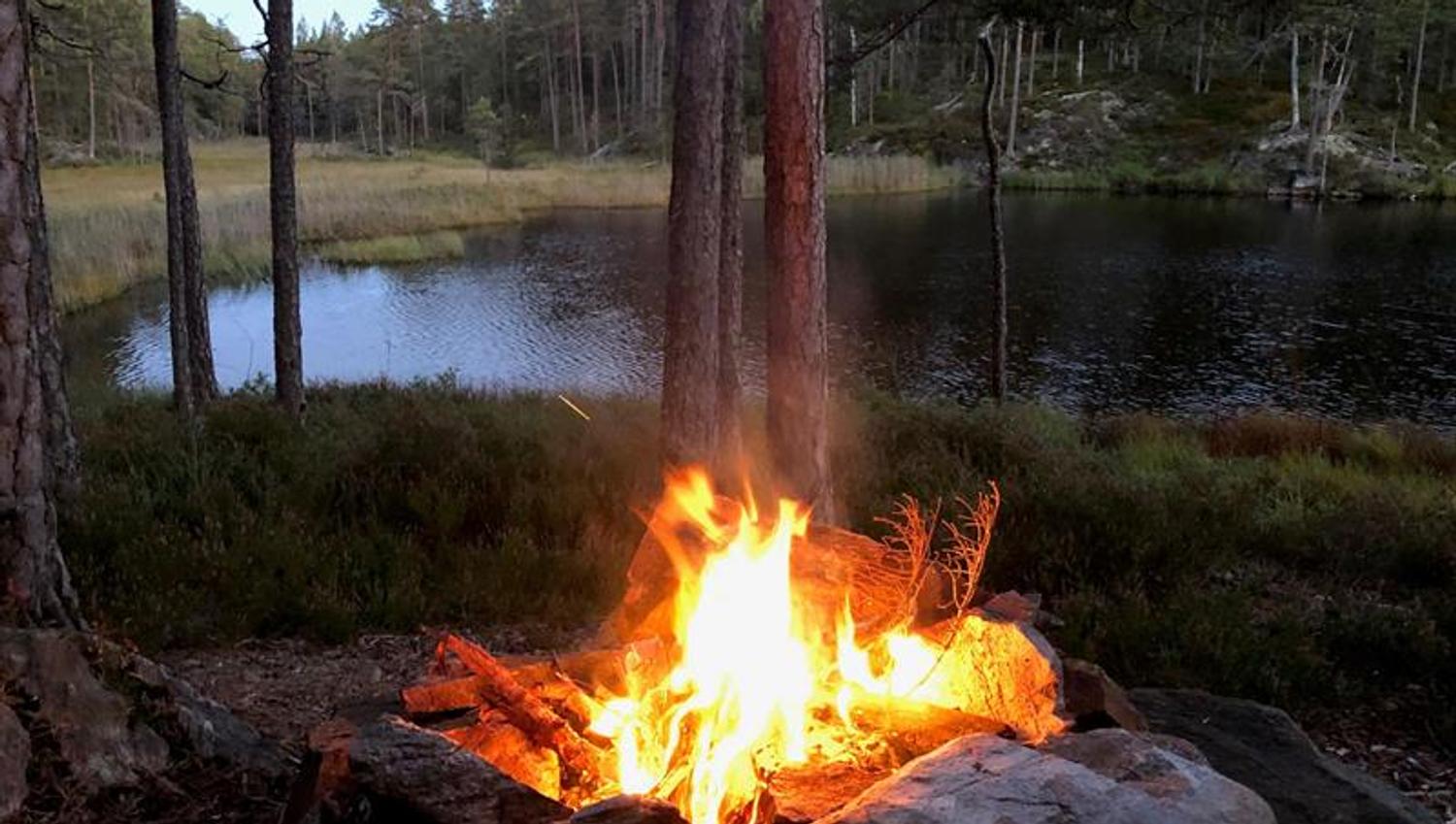 Bål i skog