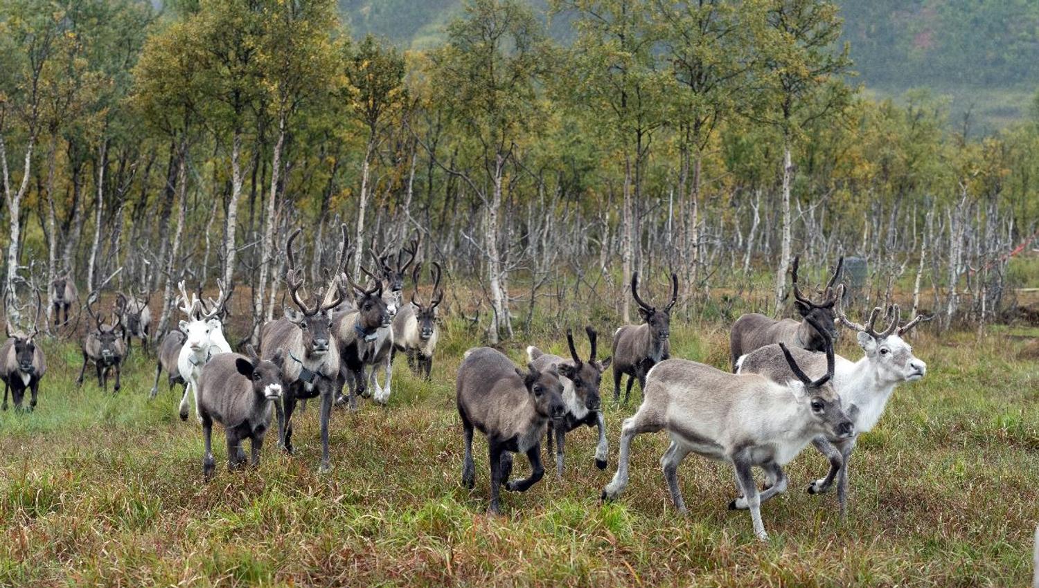 Reindeer herd in an autumn landscape surrounded by mountains at Tromsø Lapland’s Sámi camp near Tromsø.