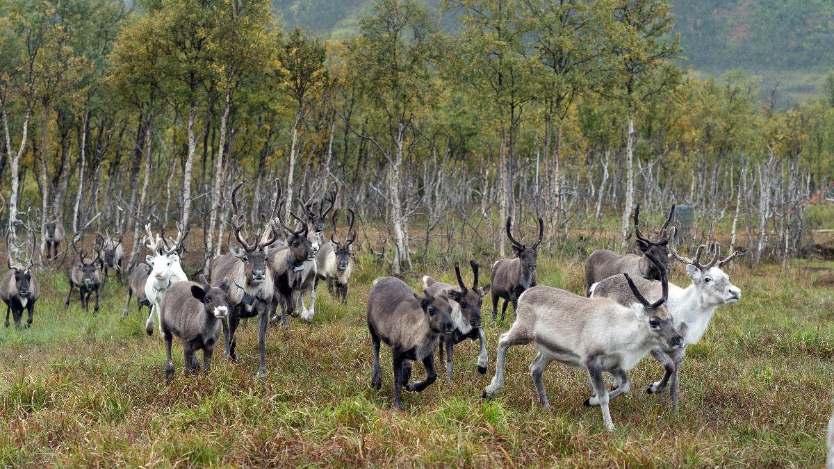 Reindeer herd in an autumn landscape surrounded by mountains at Tromsø Lapland’s Sámi camp near Tromsø.