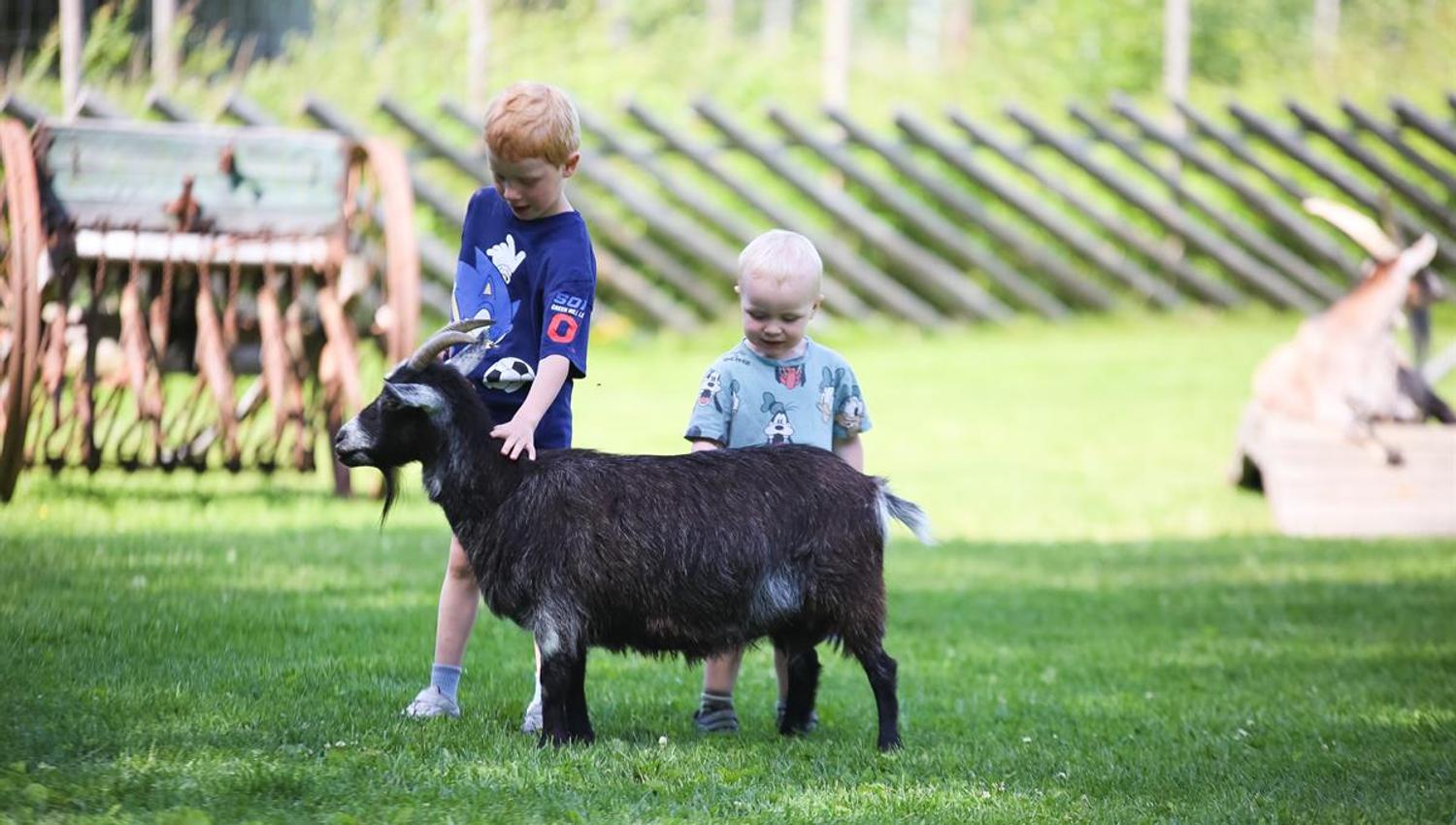 2 gutter klapper en geit i Tangen Dyrepark i Stange Kommune