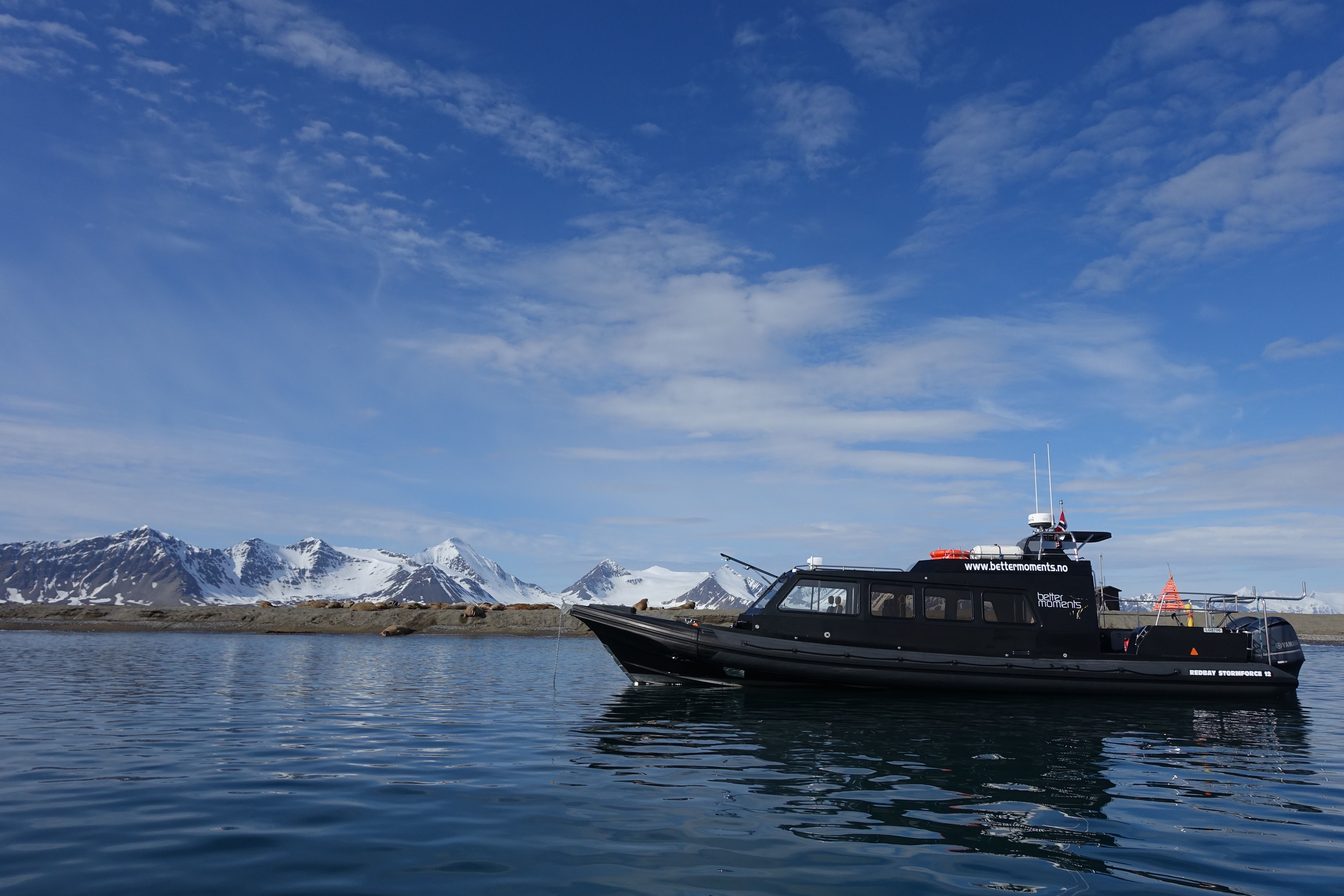 A black boat in the foreground and a beach with resting walruses in the background