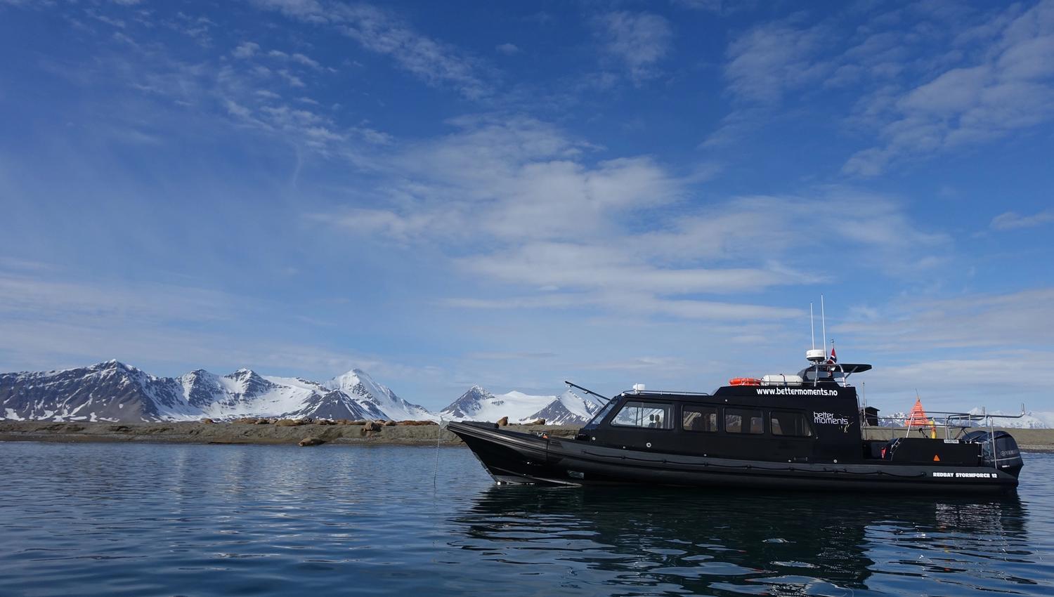 A black boat in the foreground and a beach with resting walruses in the background