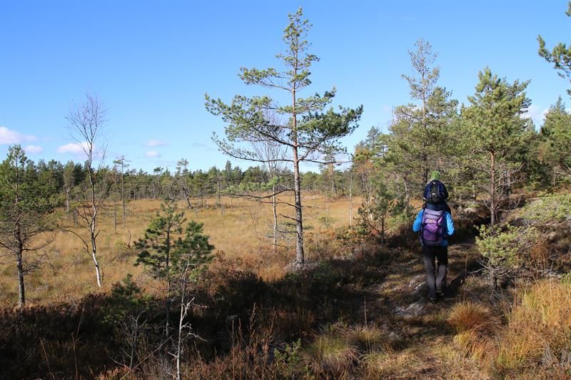 På tur langs en av de mange myrene i område