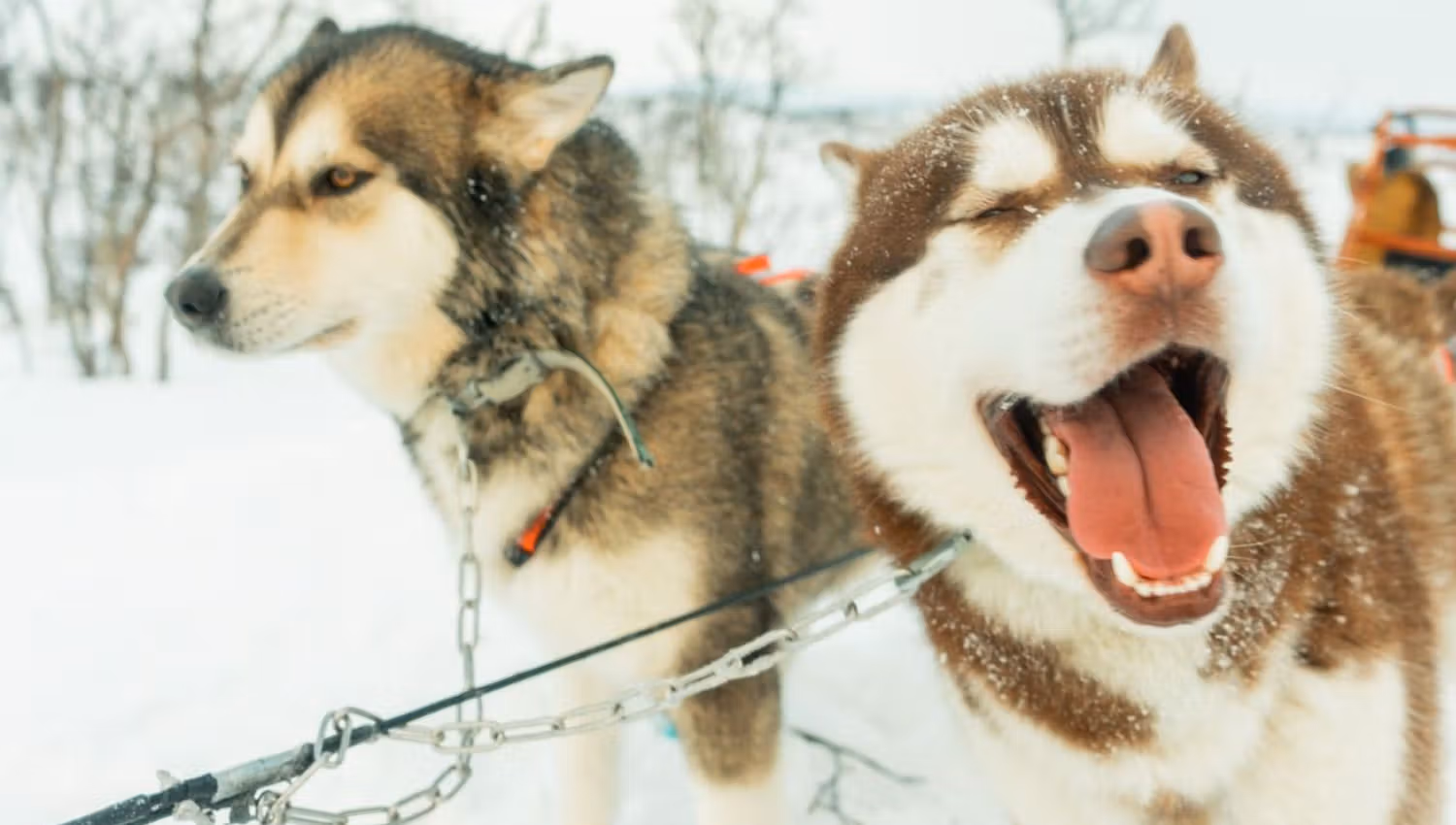 Two Alaskan huskies ready for a dog sledding tour