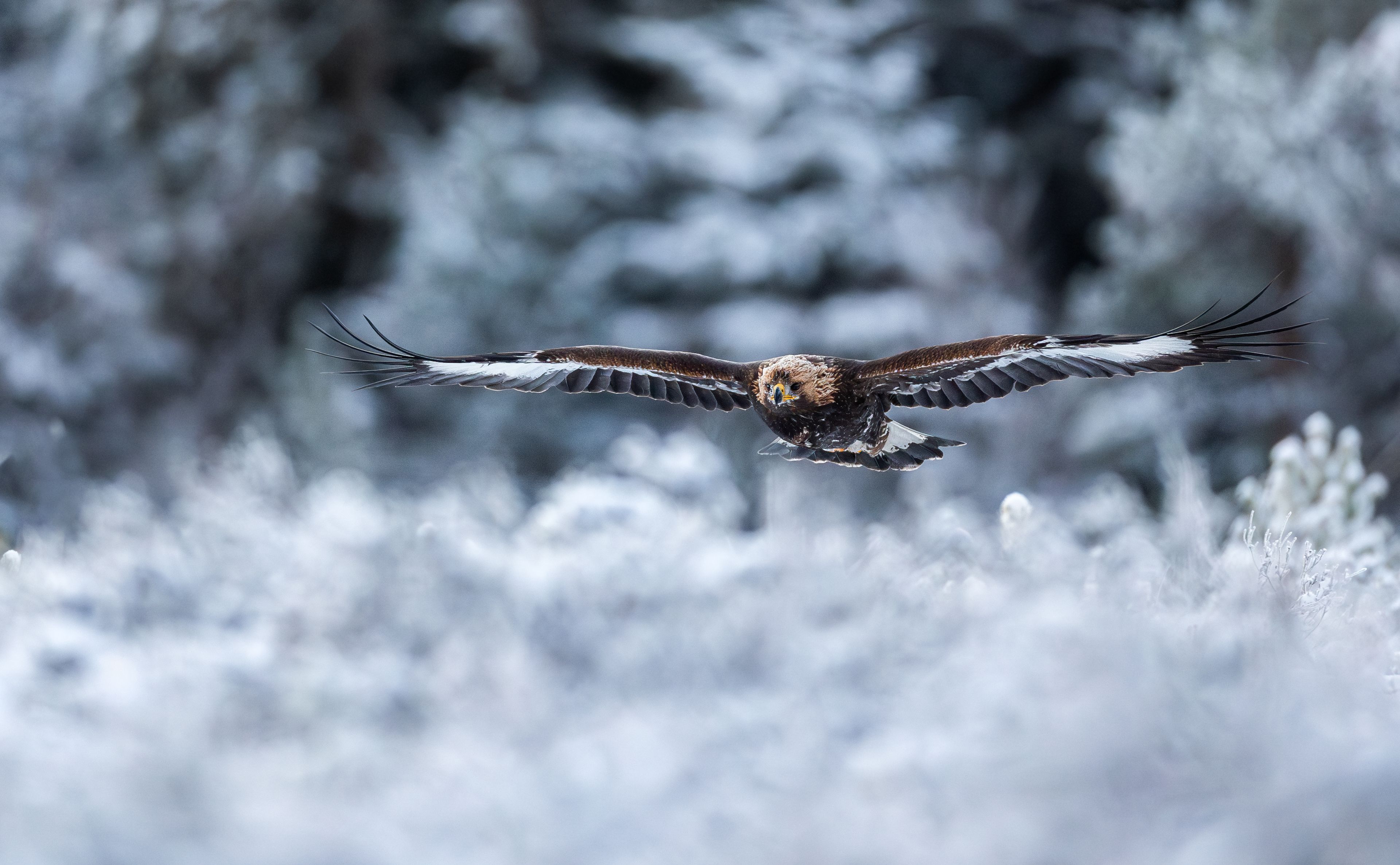 
Golden eagle soaring over snow-covered ground.