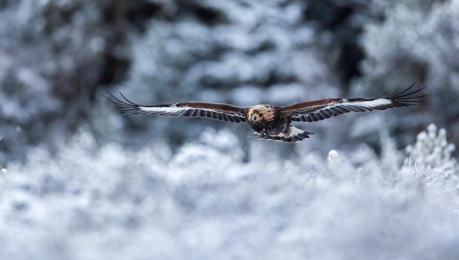 Golden eagle soaring over snow-covered ground.