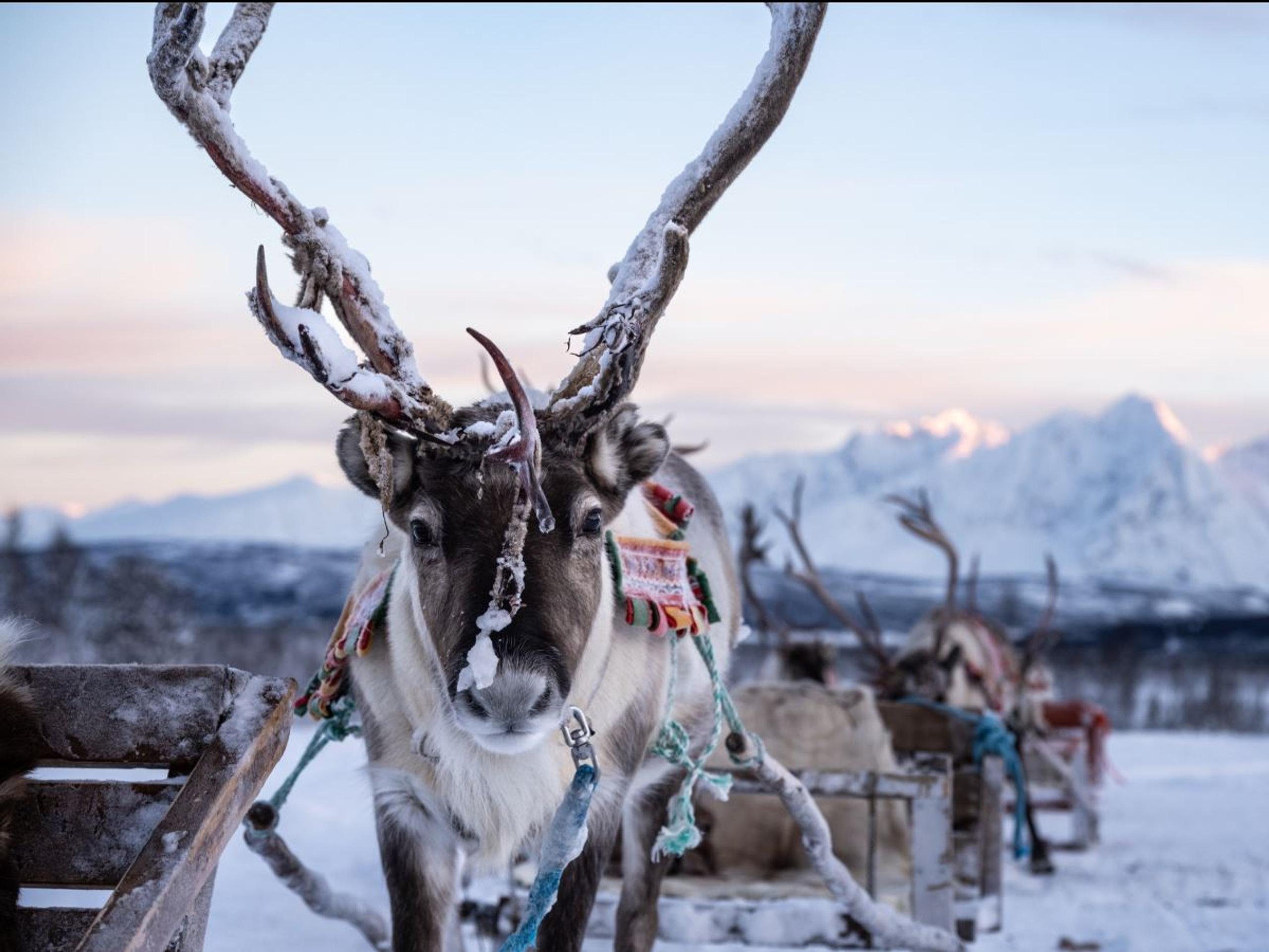 Reindeer Sledding, Reindeer Feeding and Sami Culture with Lunch - Tromsø Lapland