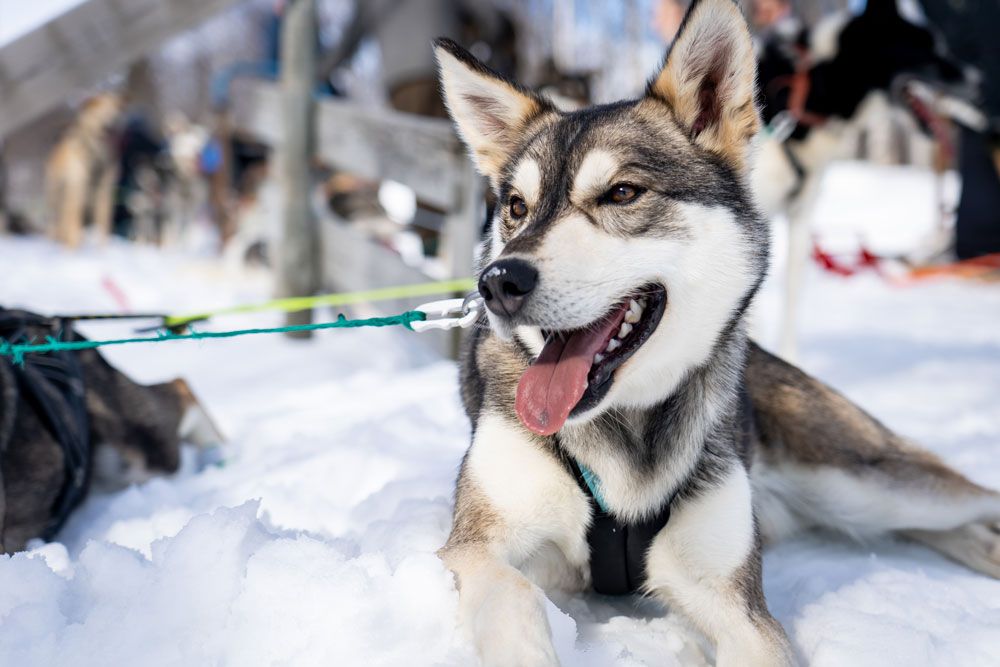 Husky from Telemark Husky Tour