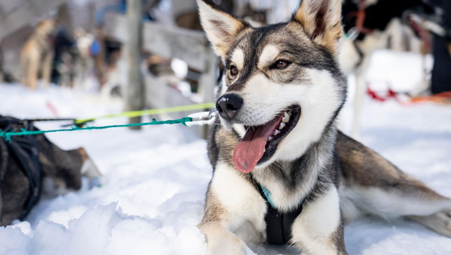 Husky from Telemark Husky Tour