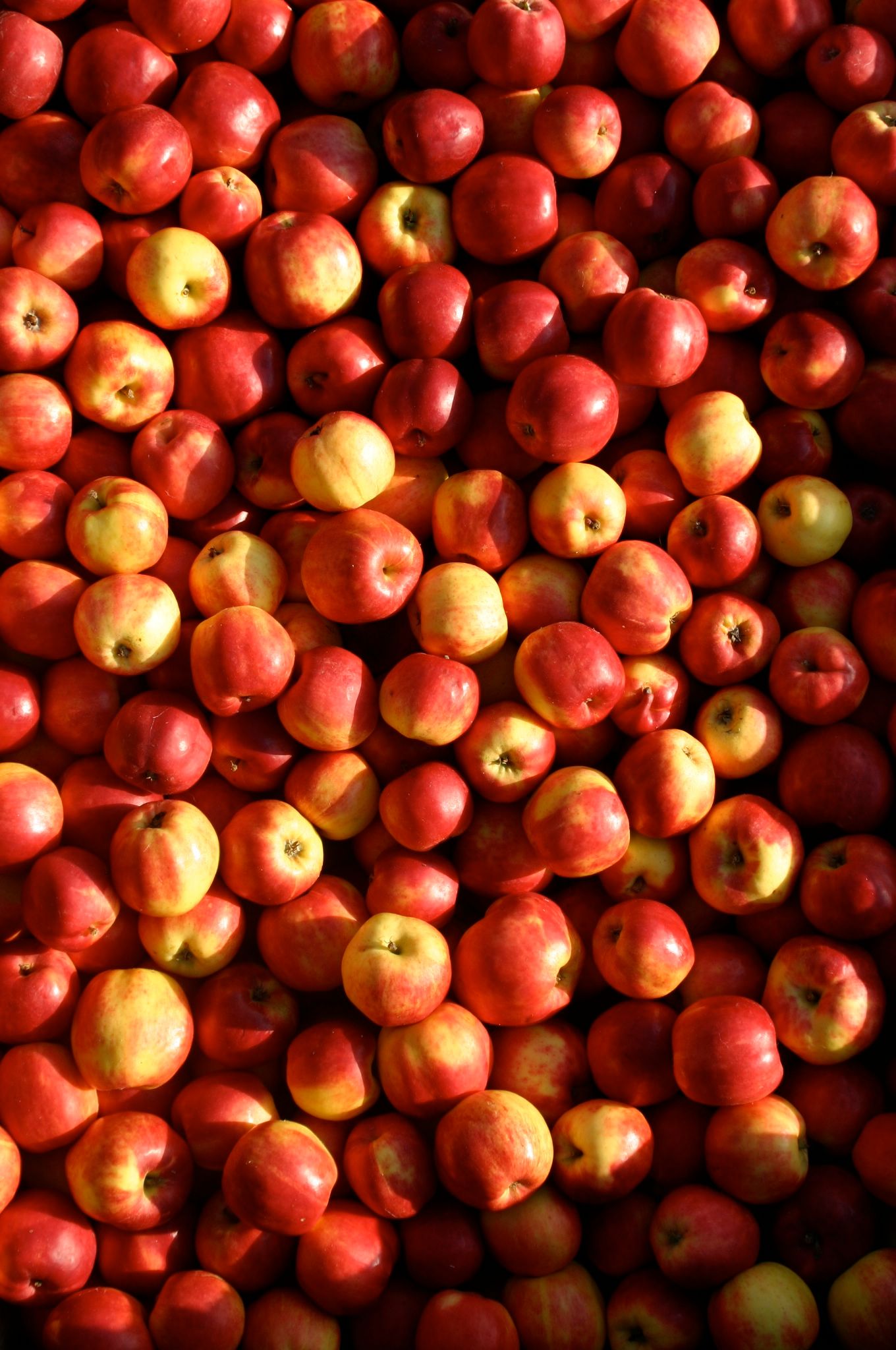 apples 