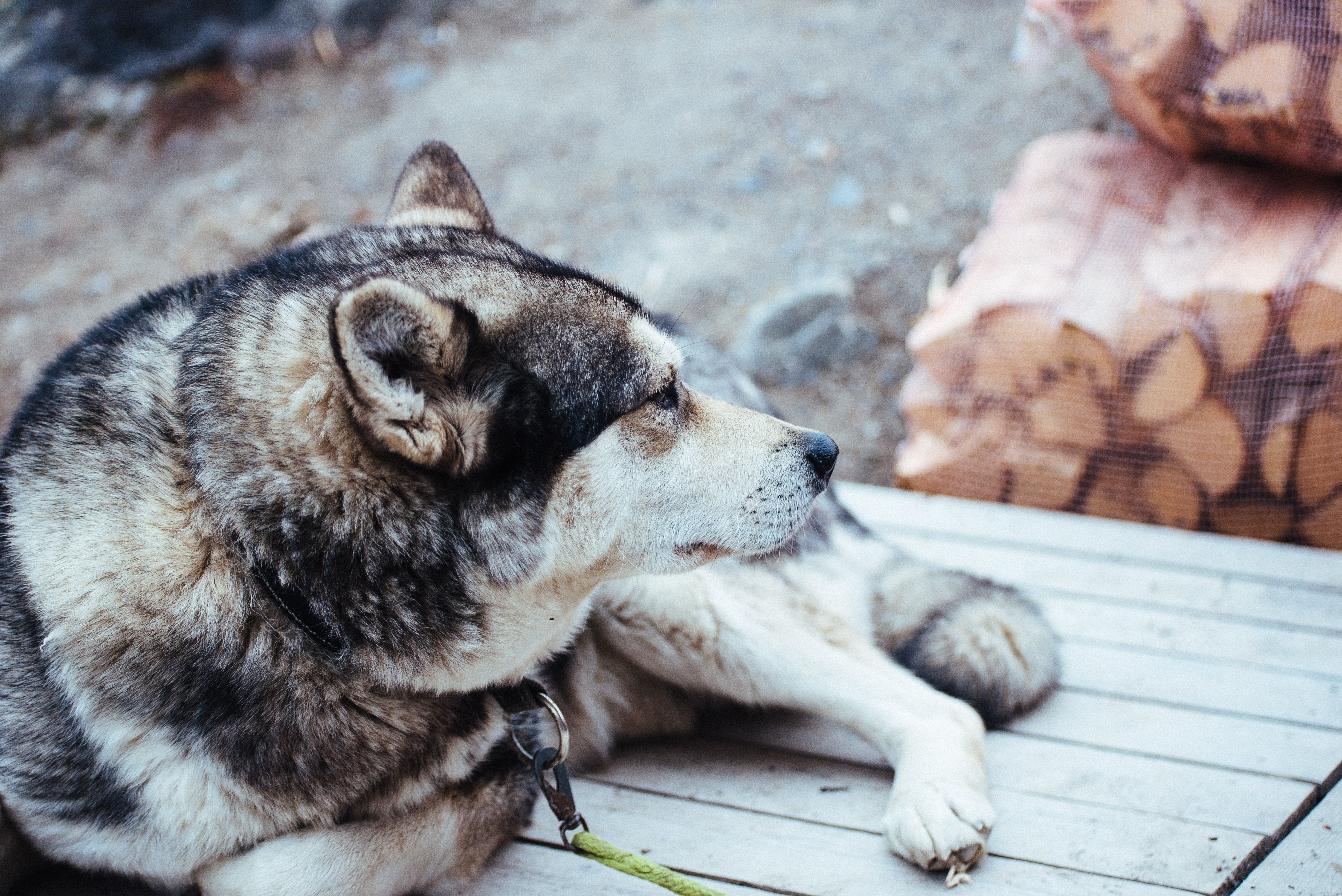 Alaskan husky relaxing