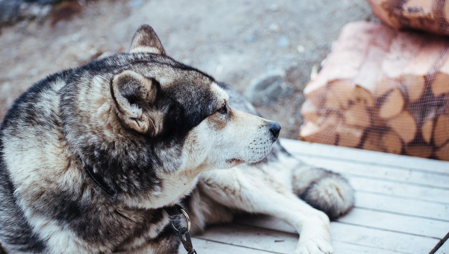 Alaskan husky relaxing