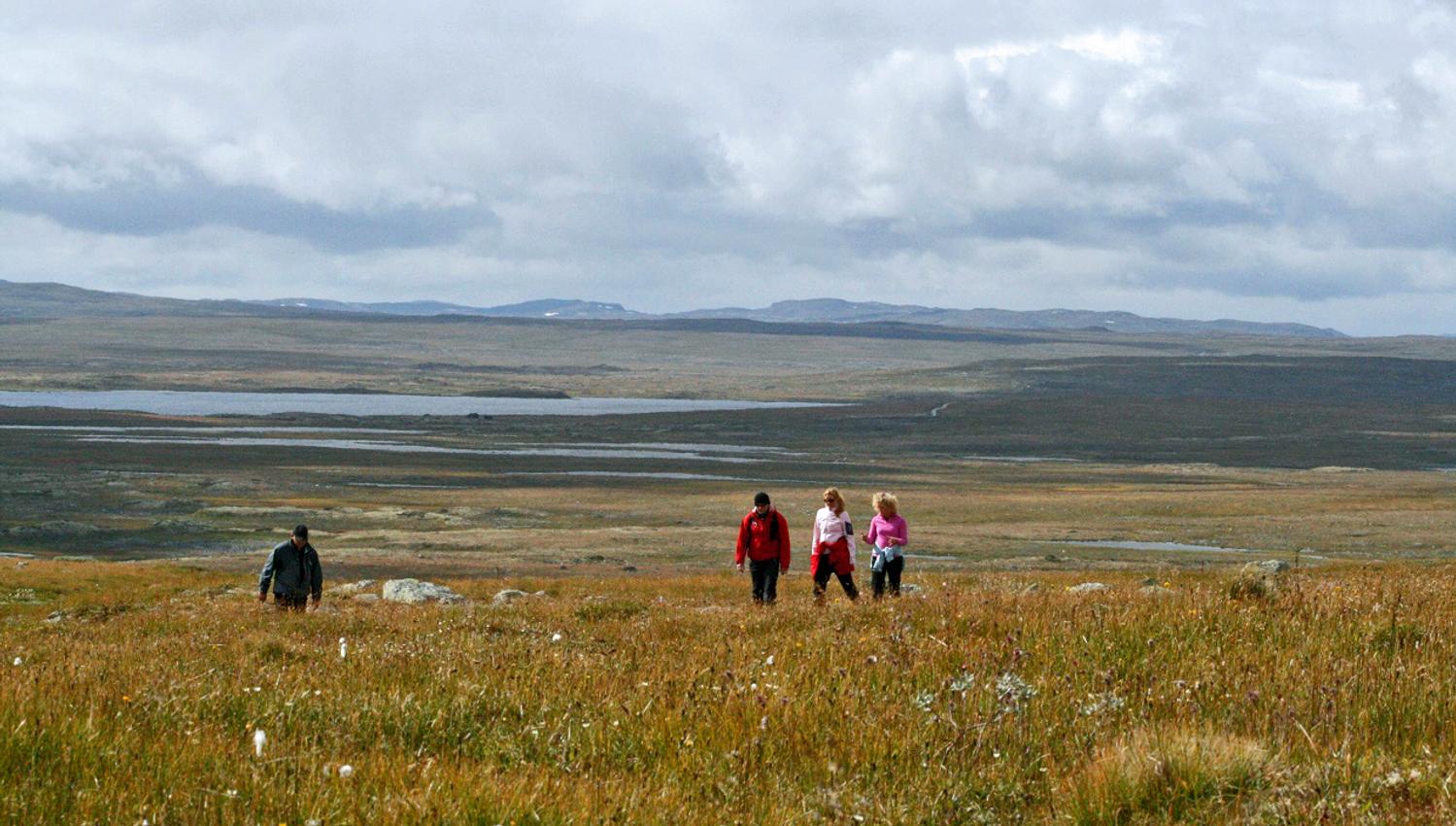 4 persons hiking through autumn colored mountain terrain.