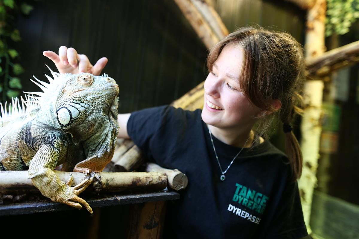 En person klapper en iguana som sitter på en trestokk i et innendørs tropisk miljø.