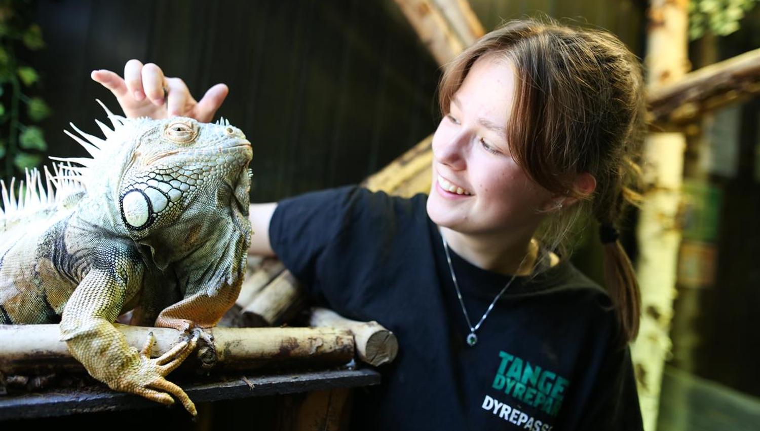 En person klapper en iguana som sitter på en trestokk i et innendørs tropisk miljø.