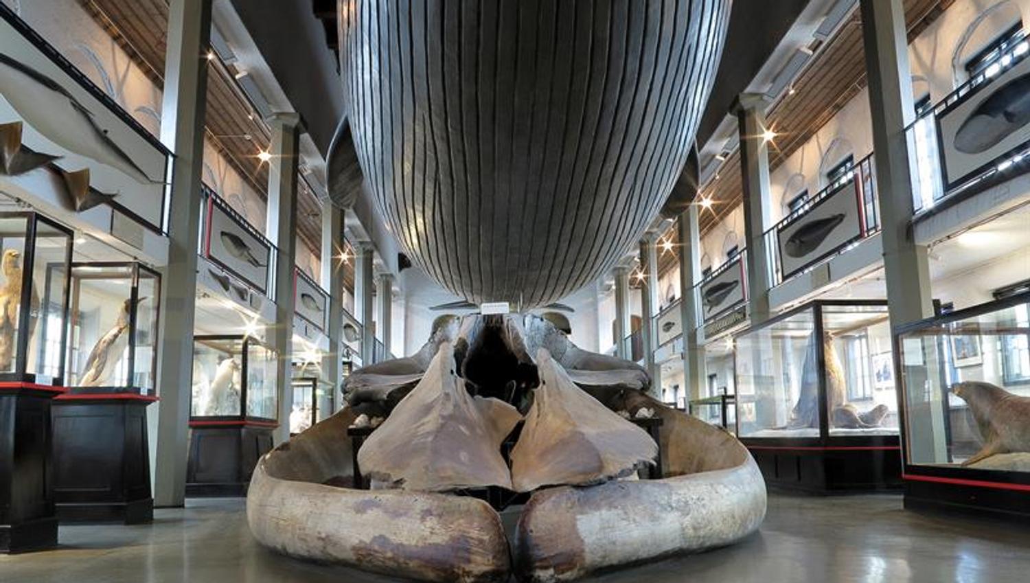 Large whale on the roof of the Whaling Museum