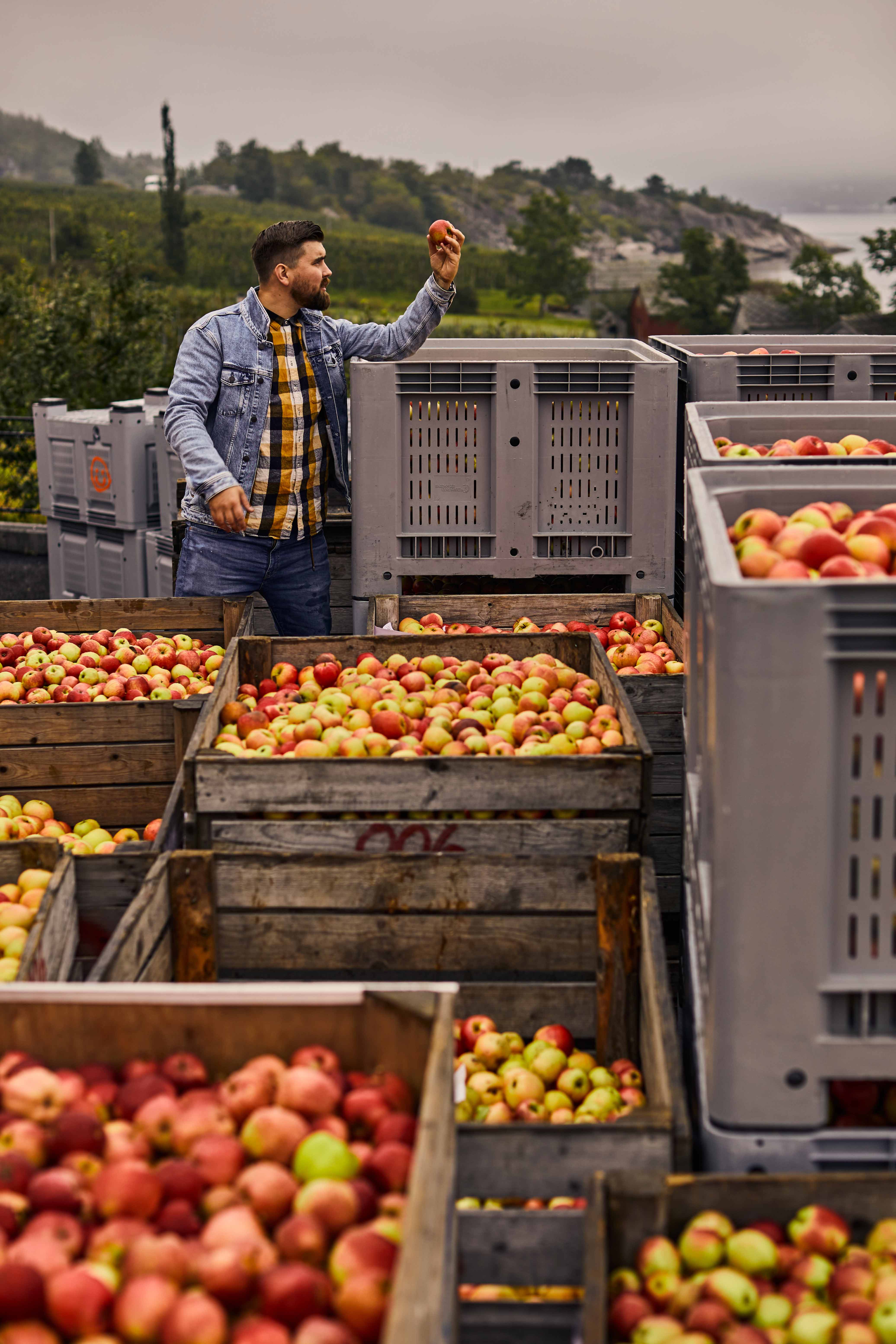 Man assessing the quality of fresh apples in a crate at Store Naa Cider Company.