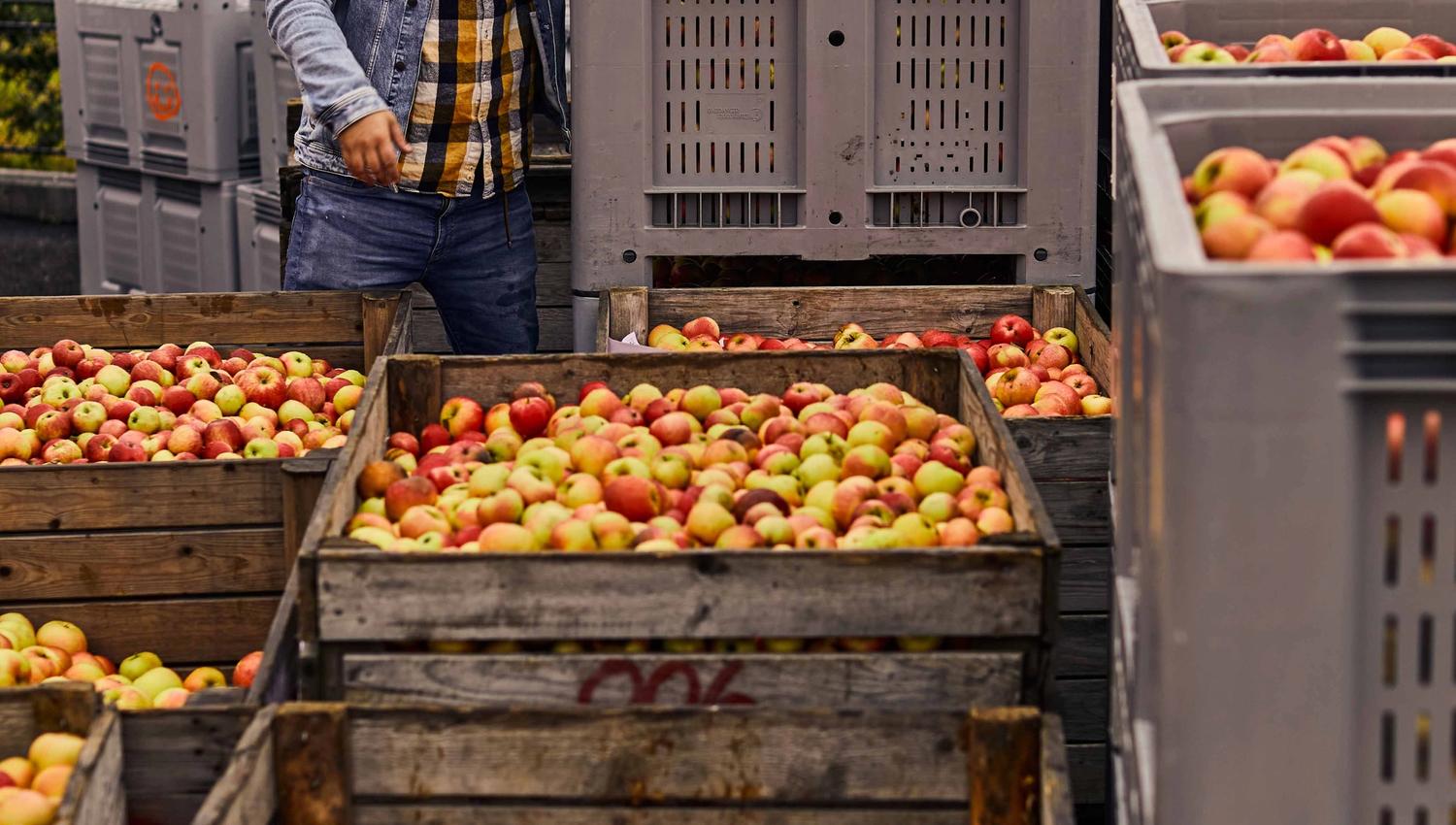 Man assessing the quality of fresh apples in a crate at Store Naa Cider Company.
