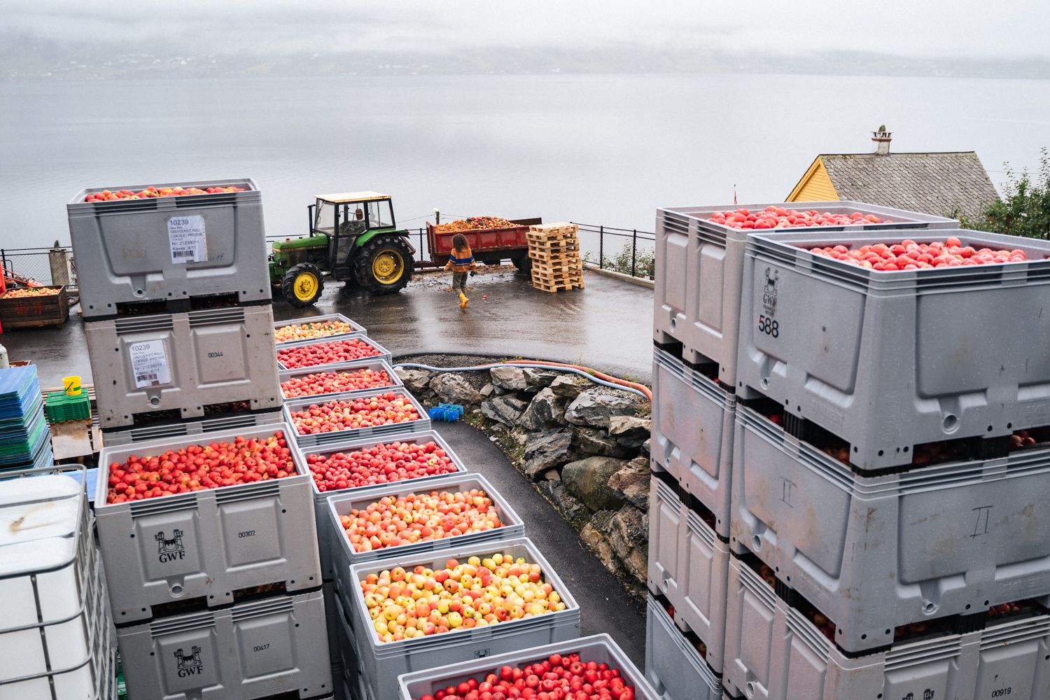 Freshly harvested apples from Edel Sider stored in crates by the Hardangerfjord.