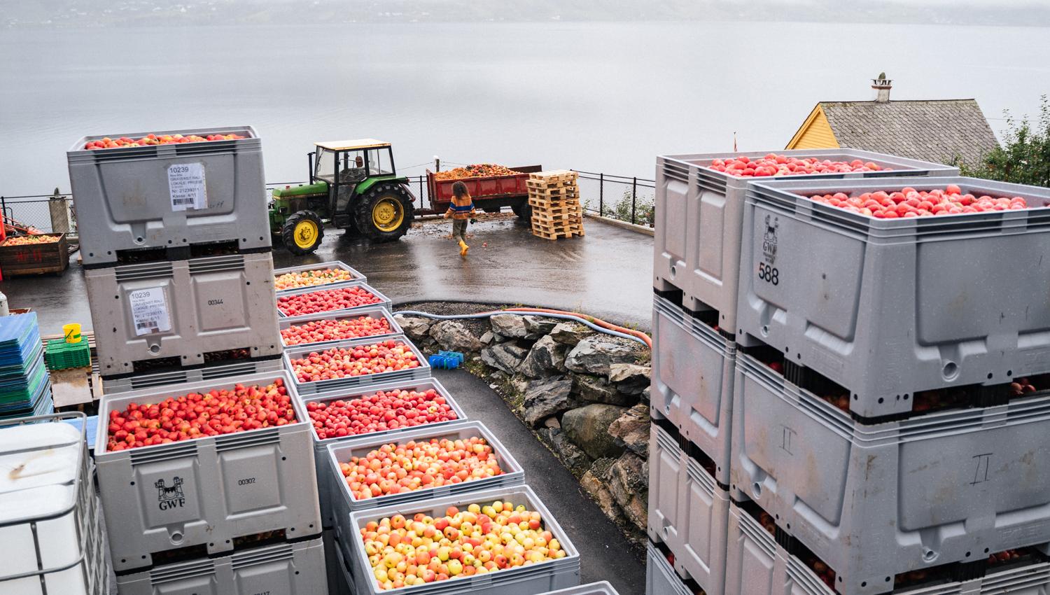 Freshly harvested apples from Edel Sider stored in crates by the Hardangerfjord.