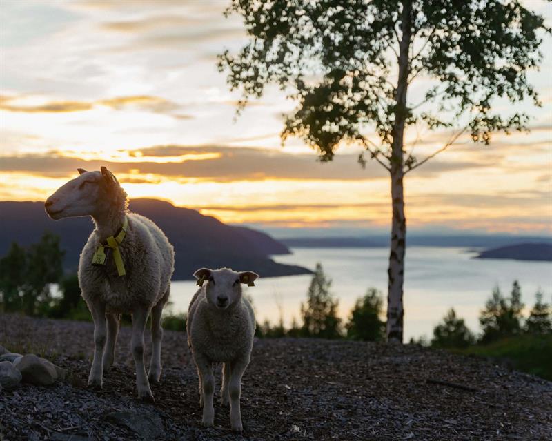 2 sauer med mjøsa i bakgrunnen i solnedgang