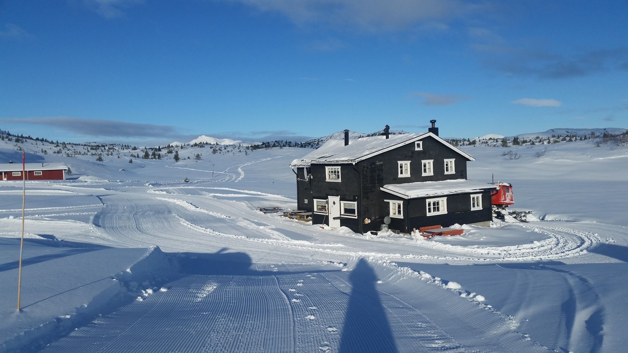 Hollane seter på vinteren