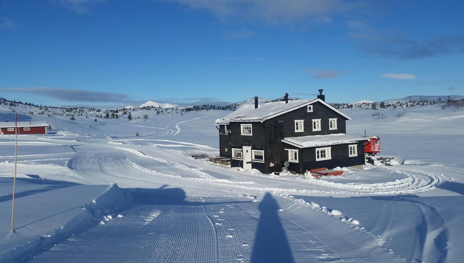 Hollane seter på vinteren