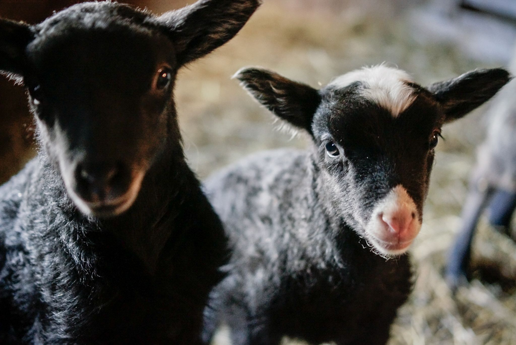 two lamb