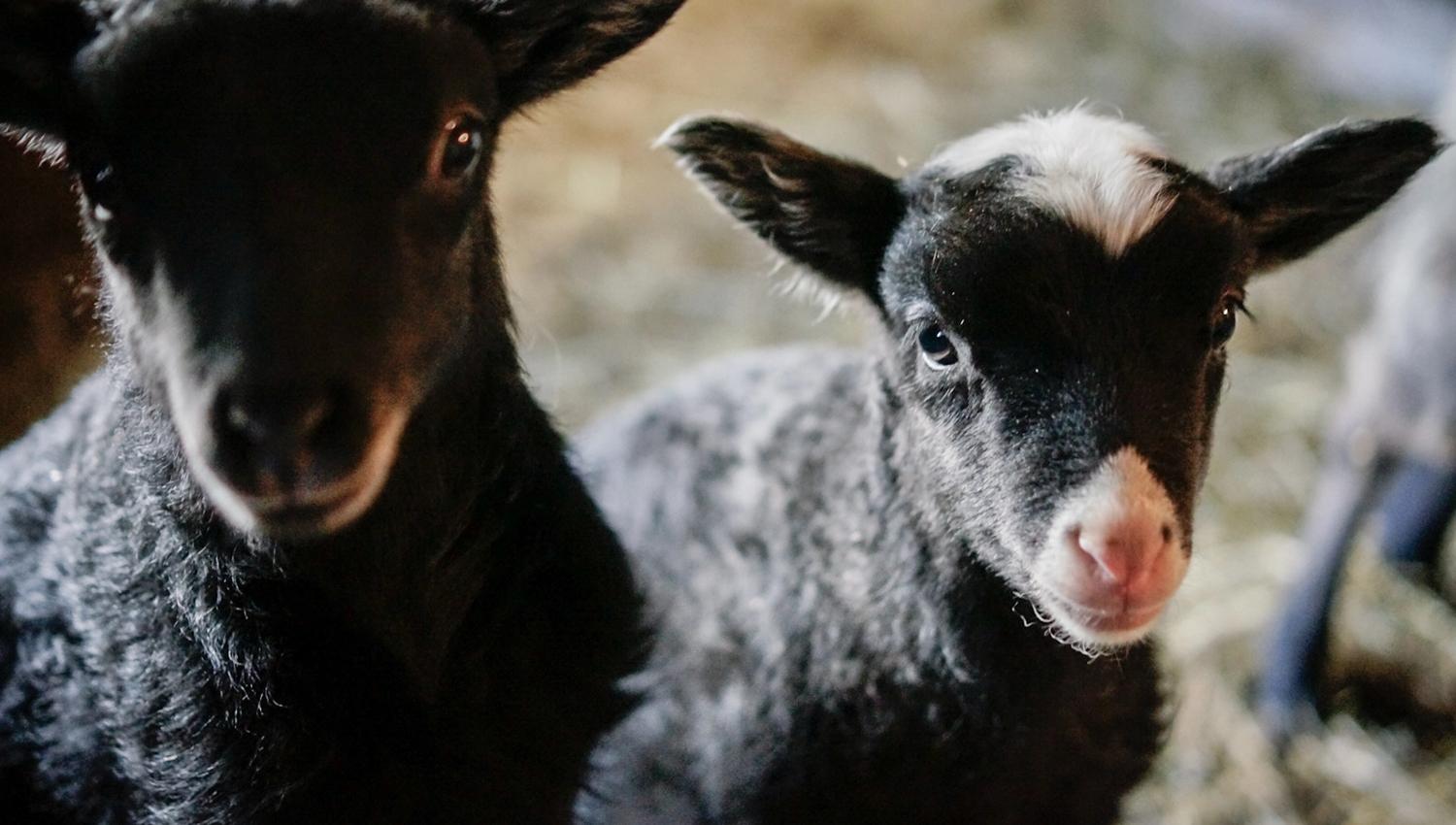 two lamb