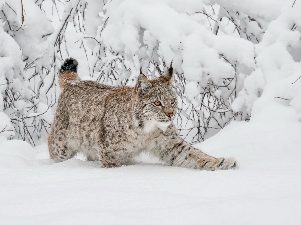 A Lynx in the snow