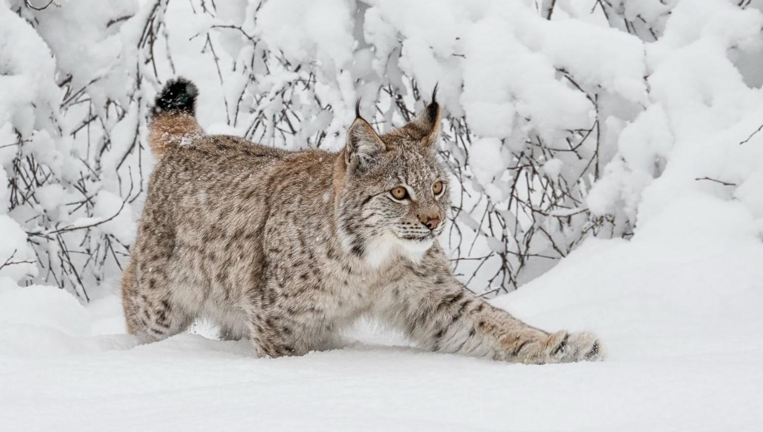 A Lynx in the snow
