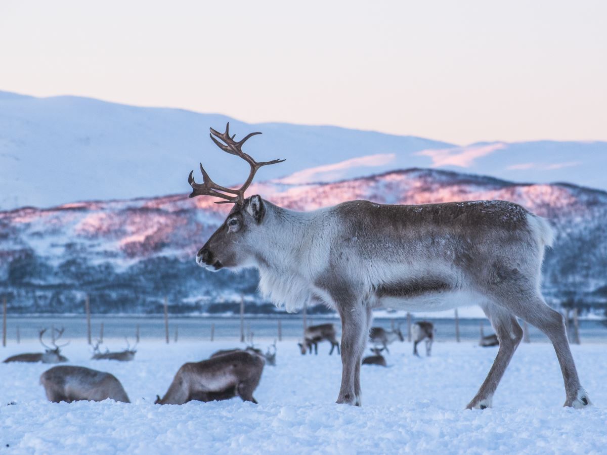 Reindeer herd