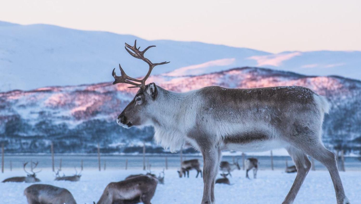 Reindeer herd