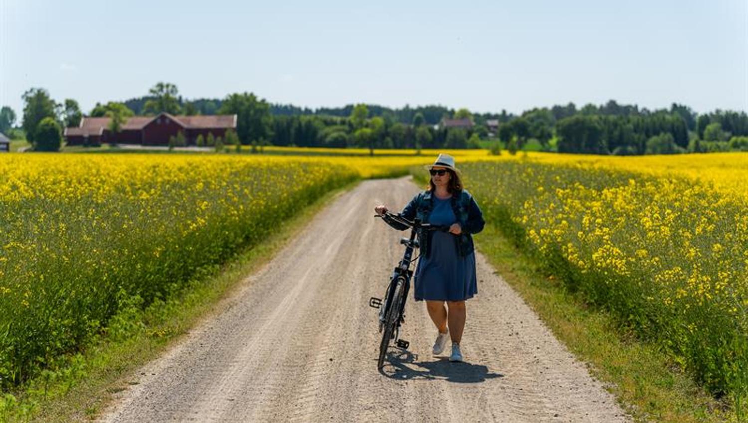 Dame som triller sykkel ved rapsåker