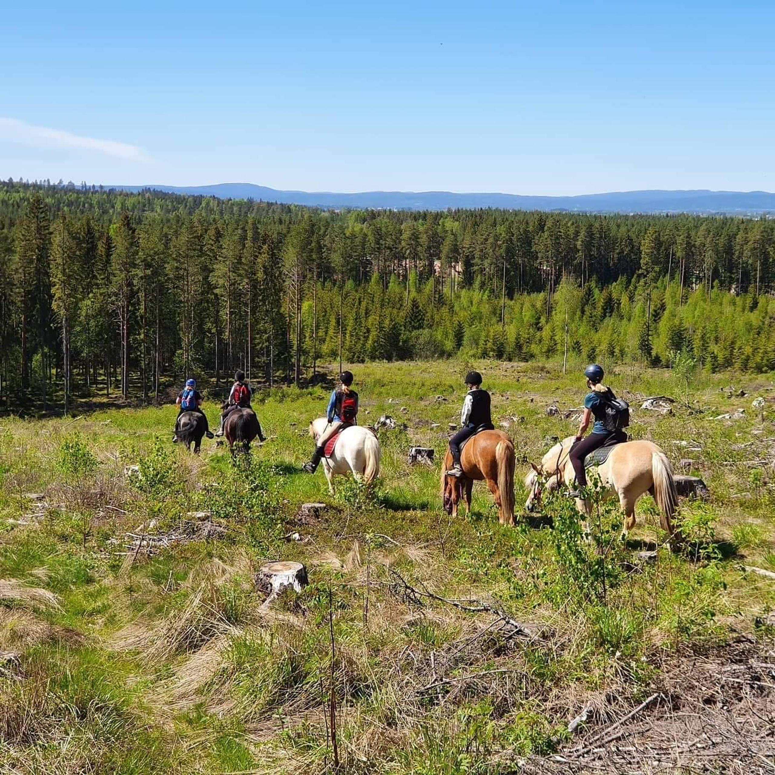 5 hester med ryttere i skogen