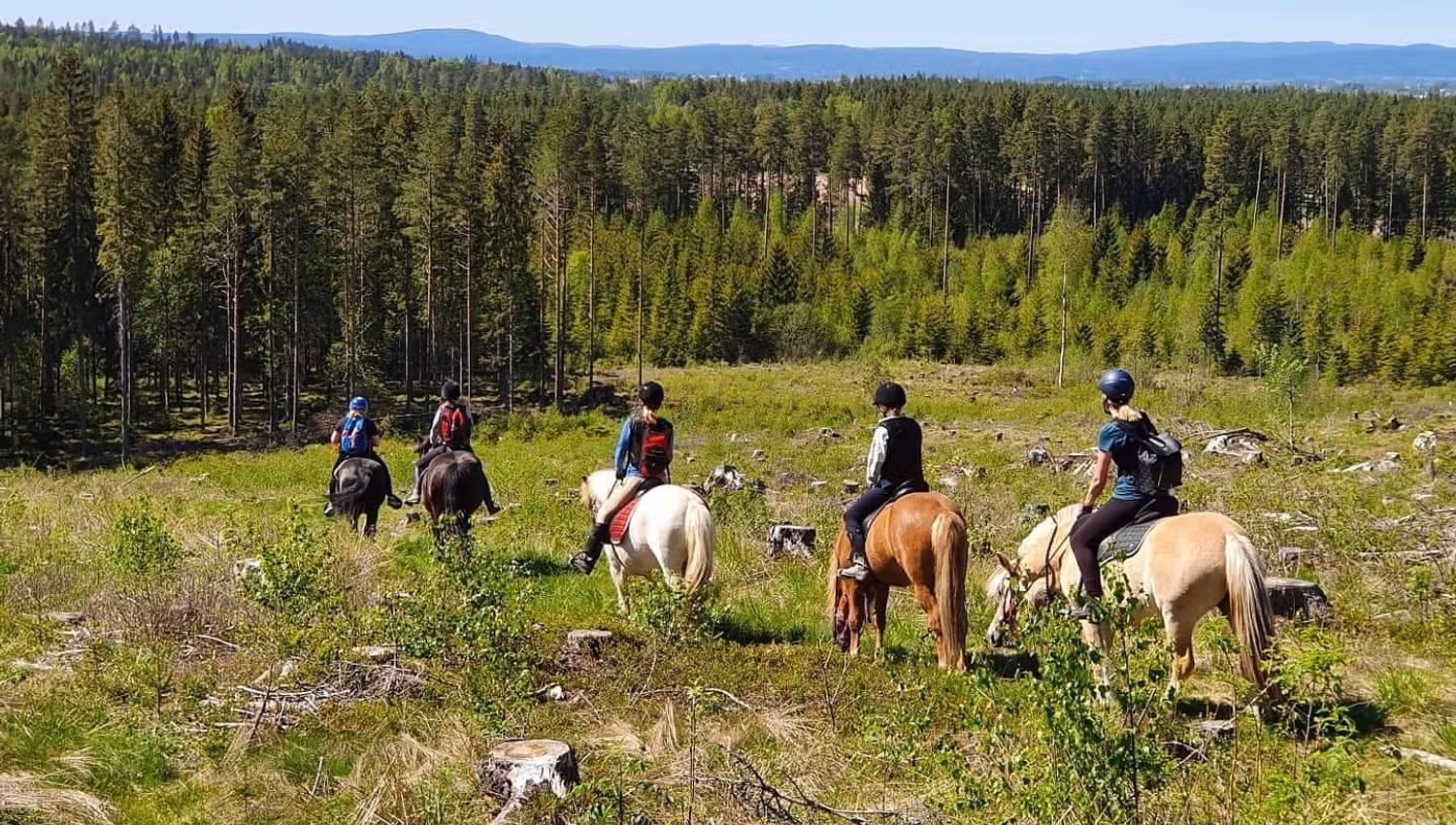 5 hester med ryttere i skogen