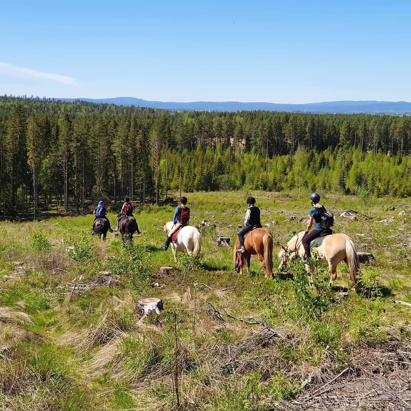 5 hester med ryttere i skogen